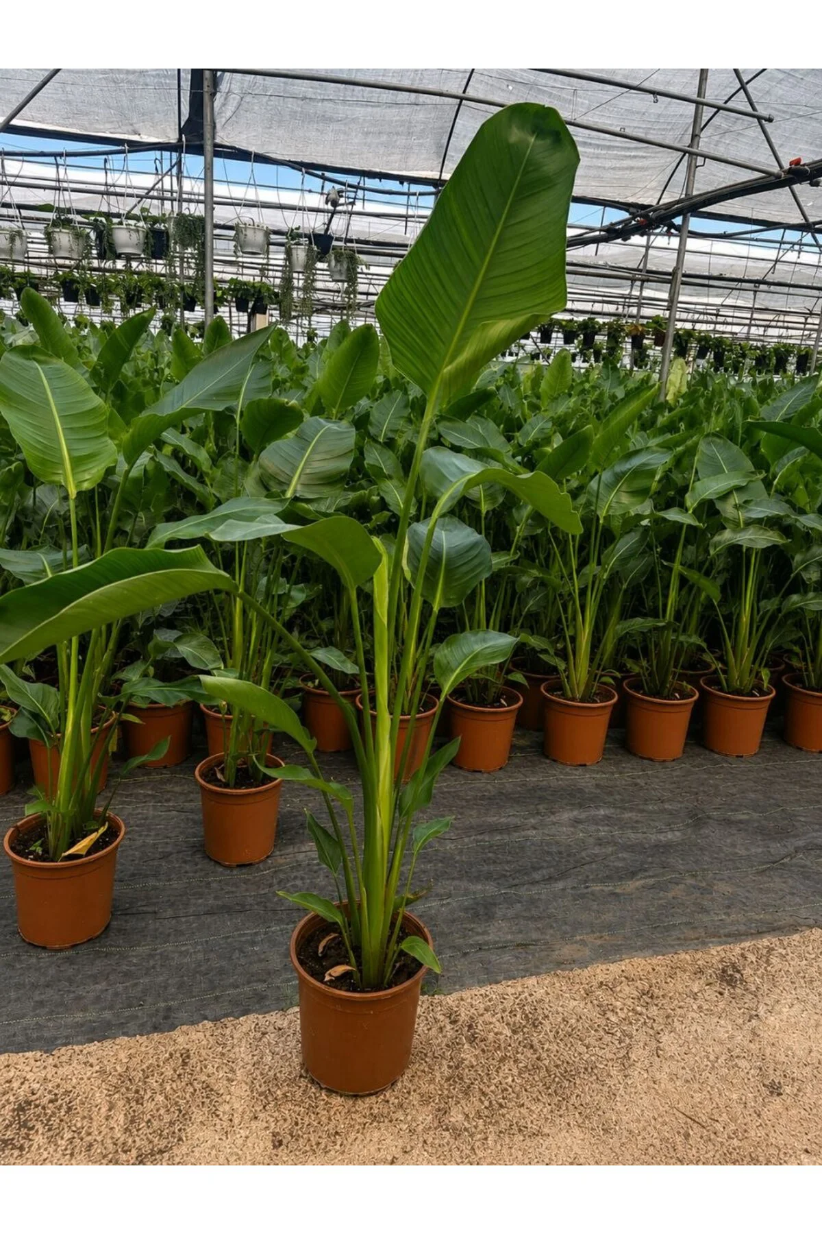 Starliçe Strelitzia Reginae Çift Kök