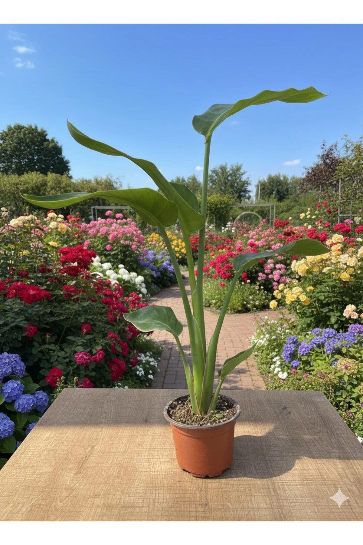 Starliçe (Strelitzia nicolai) Cennet Kuşu Çiçeği 70 - 80 cm Starliçe (Strelitzia nicolai) Cennet Kuşu Çiçeği 70 - 80 cm