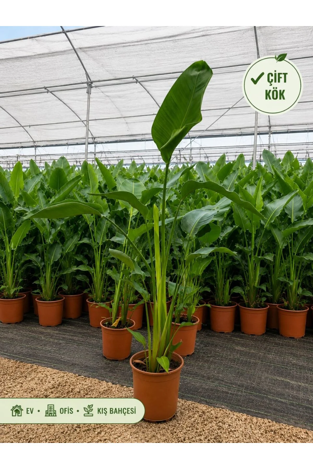 Starliçe Strelitzia Reginae Çift Kök