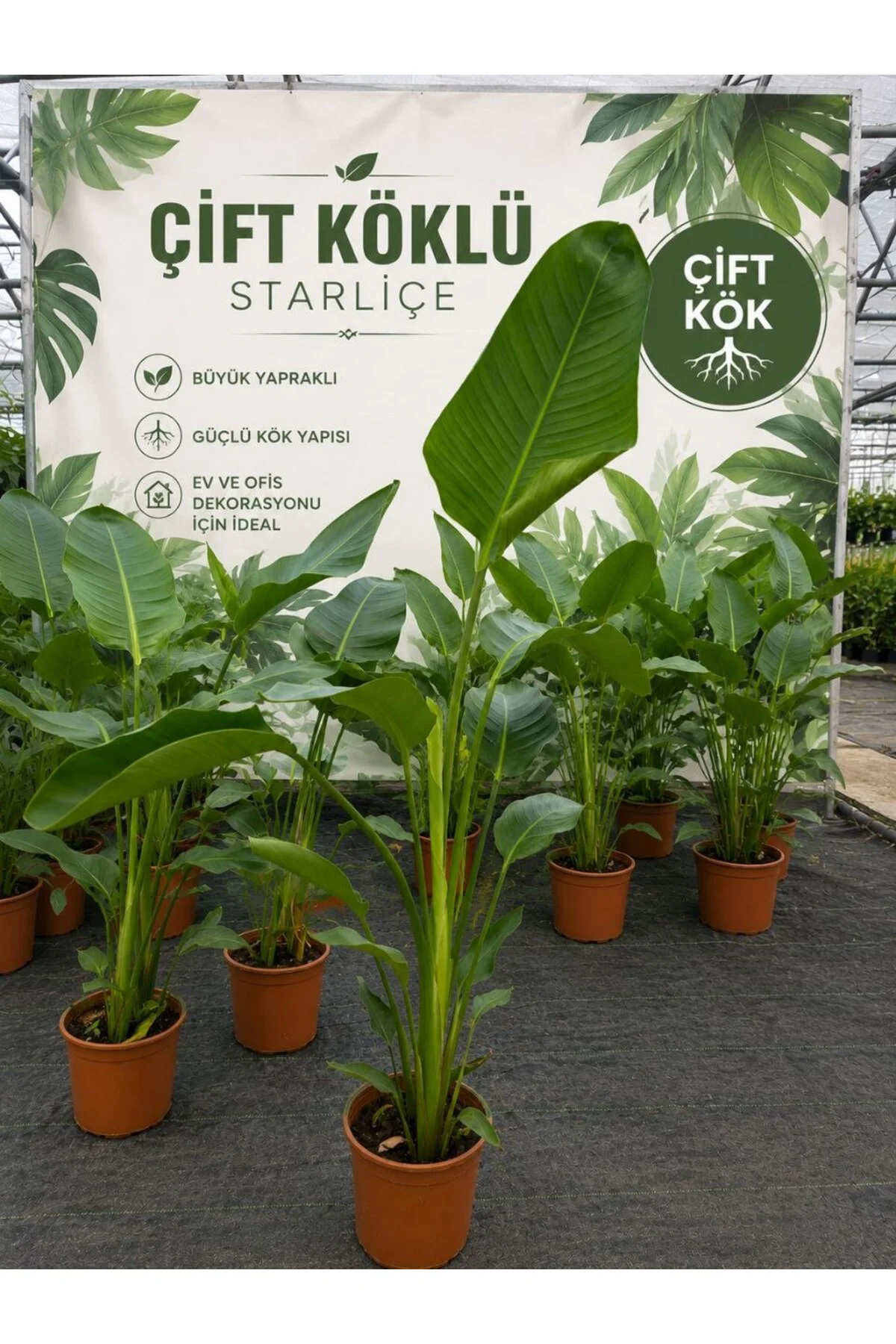 Starliçe Strelitzia Reginae Çift Kök