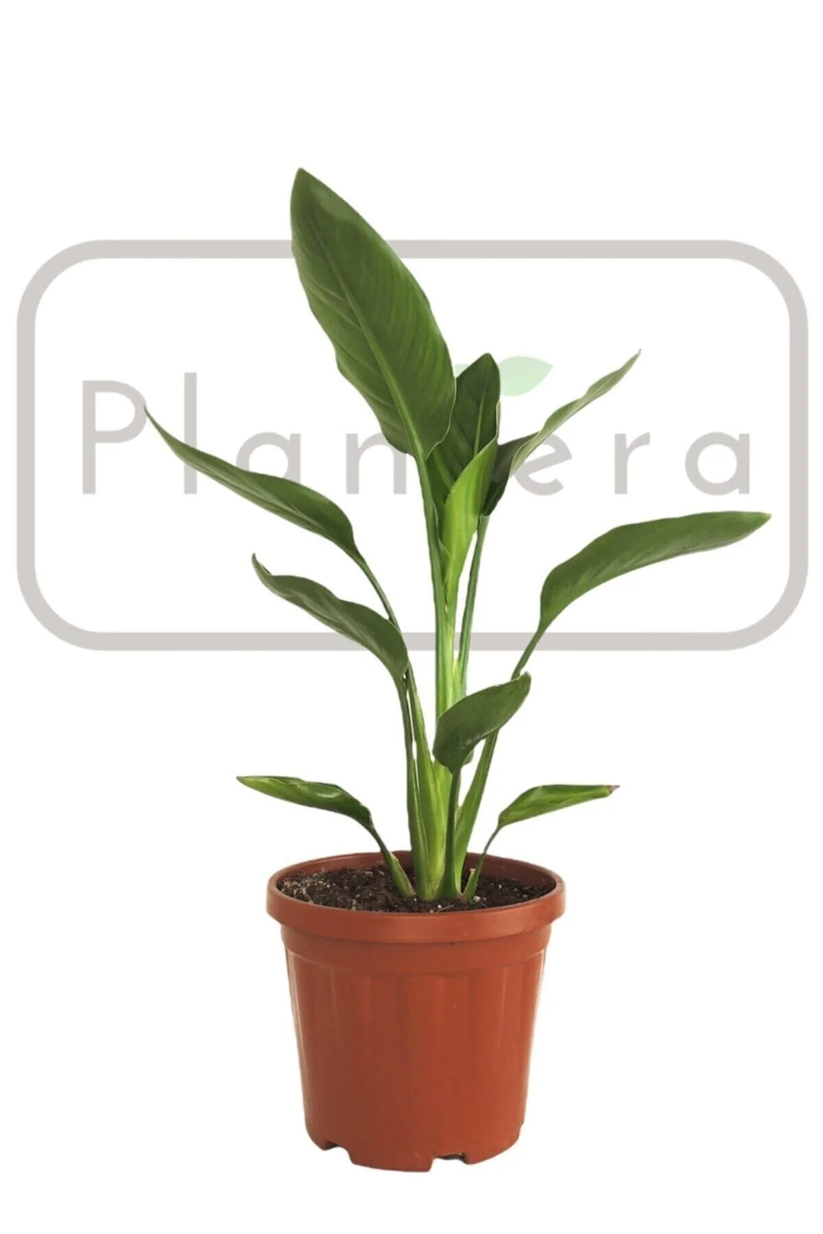 Starliçe - Strelitzia Reginae- 50-60 Cm - Cennet Kuşu Bitkisi