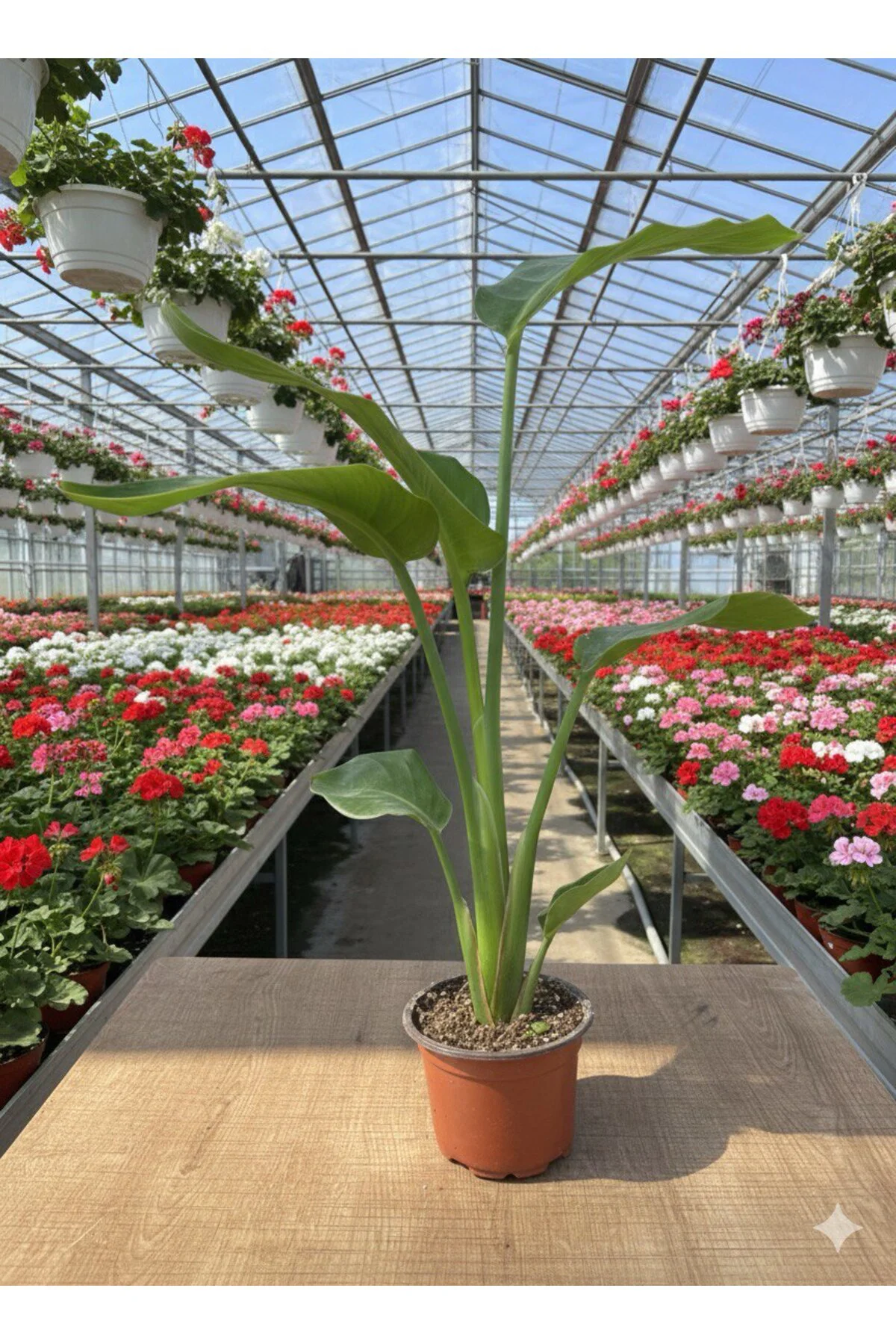 Starliçe (Strelitzia nicolai) Cennet Kuşu Çiçeği 70 - 80 cm Starliçe (Strelitzia nicolai) Cennet Kuşu Çiçeği 70 - 80 cm