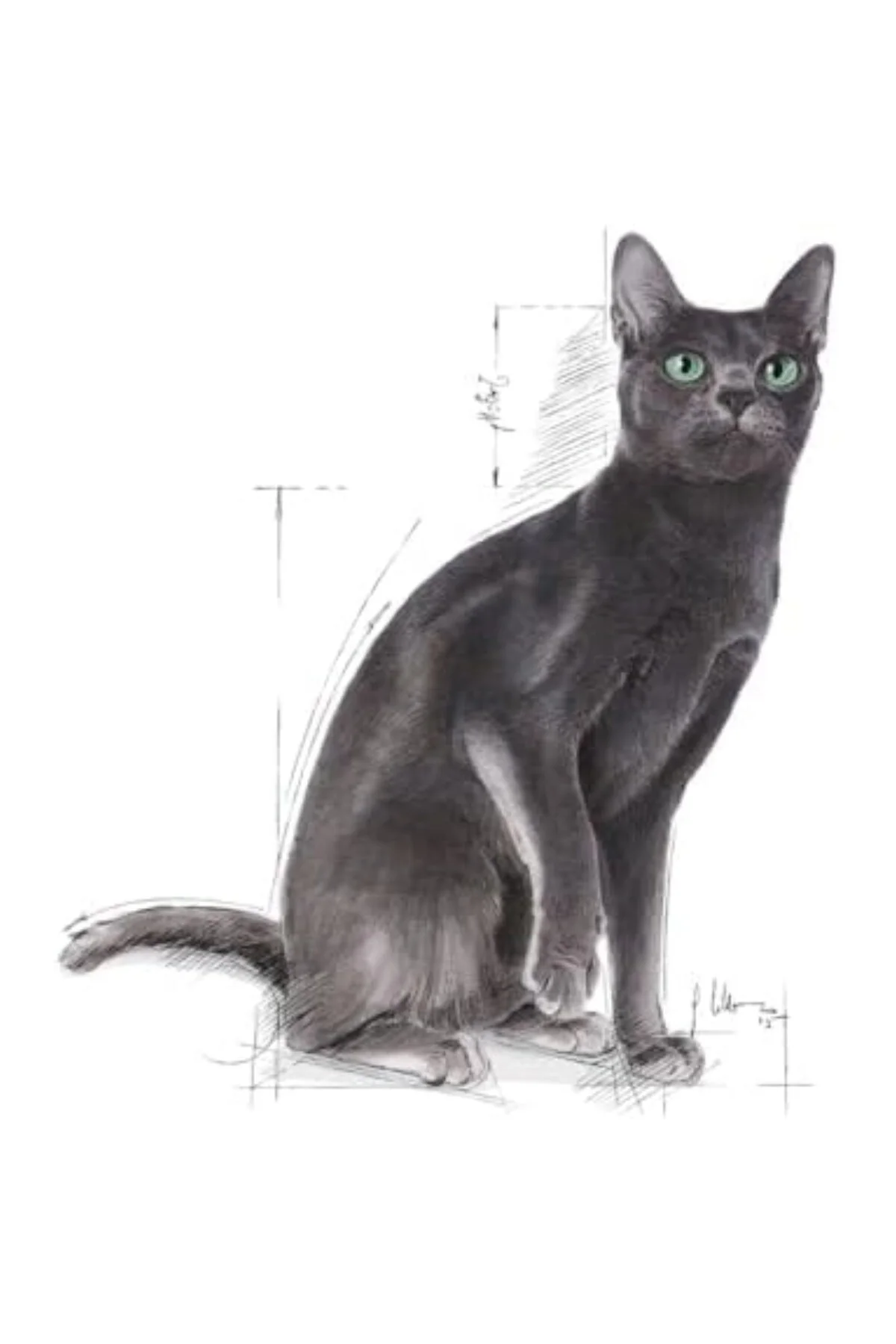 Sterilised 37 Kısırlaştırılmış Kedi Maması 4 Kg