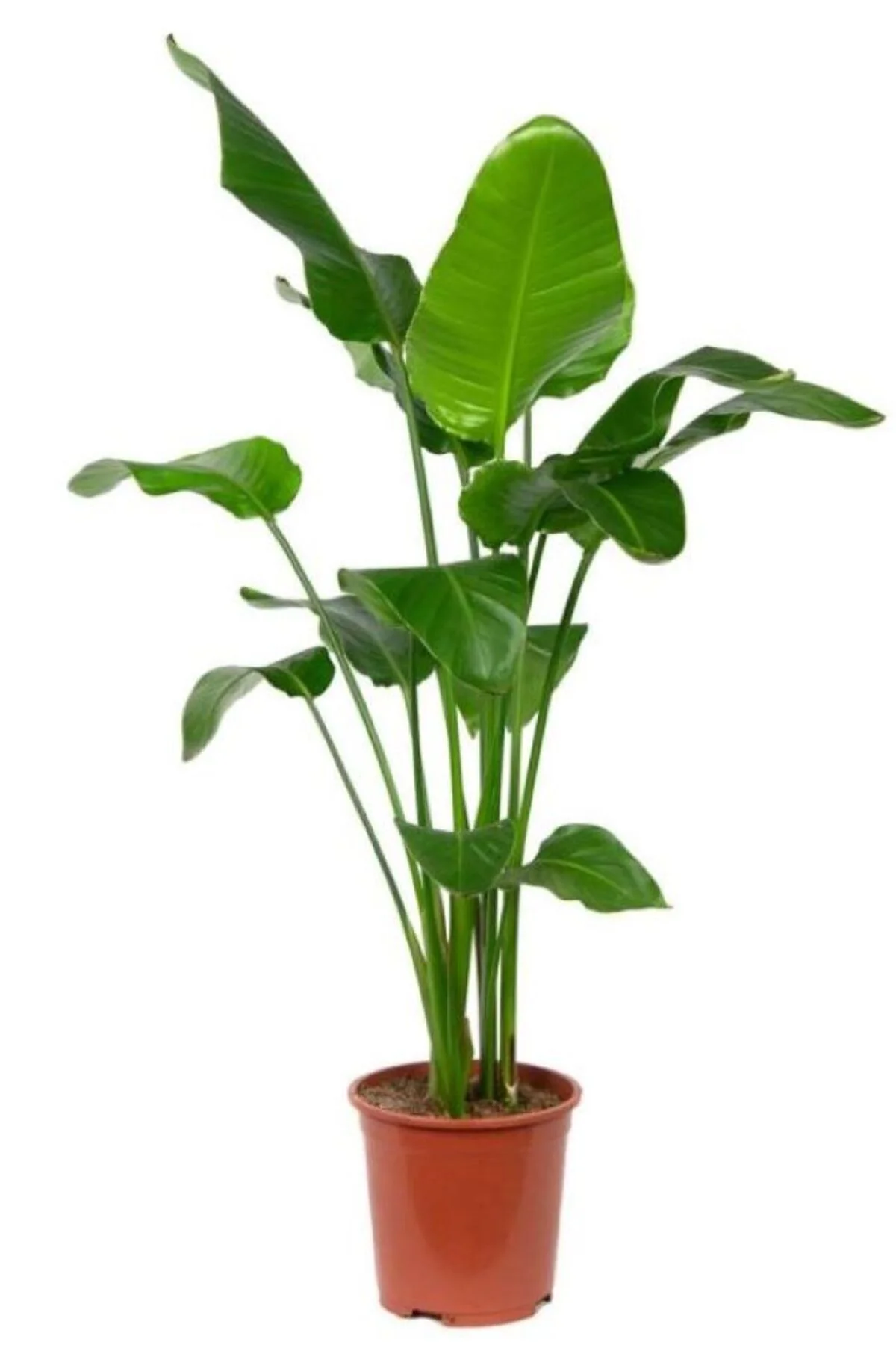Strelitzia Nicolai - Starliçe Cennet Kuşu Bitkisi 80-100 Cm Salon