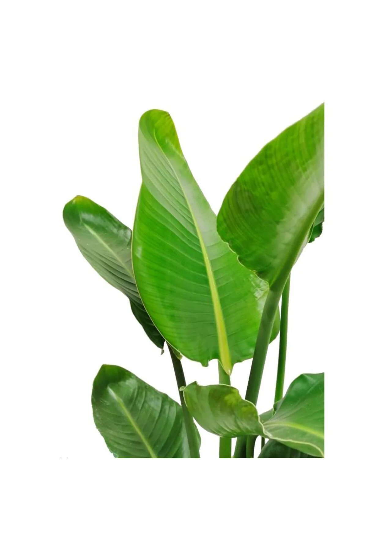 Strelitzia Nicolai - Starliçe Cennet Kuşu Bitkisi 80-100 Cm Salon
