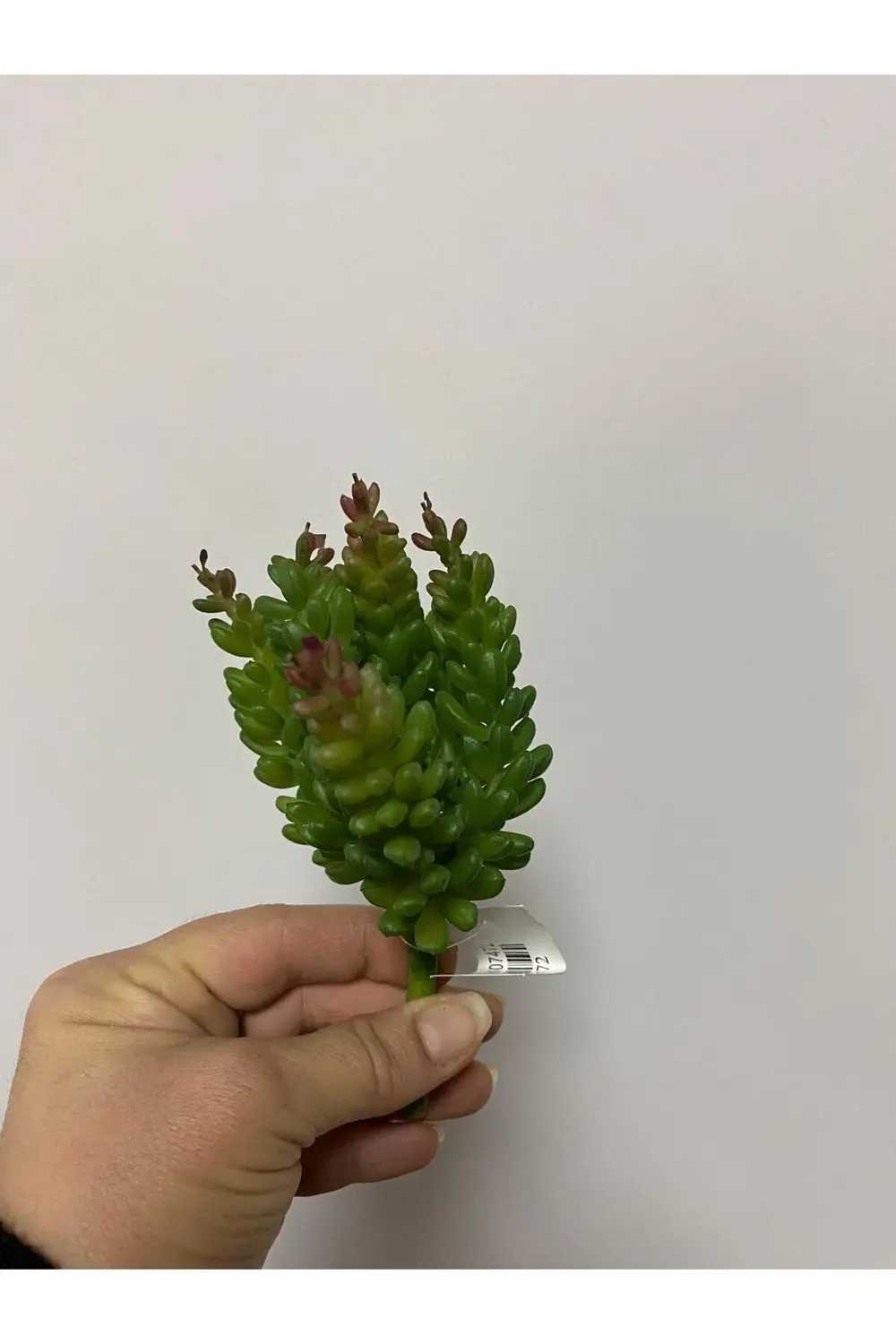 Succulent Islak Doku 15cm Yeşil