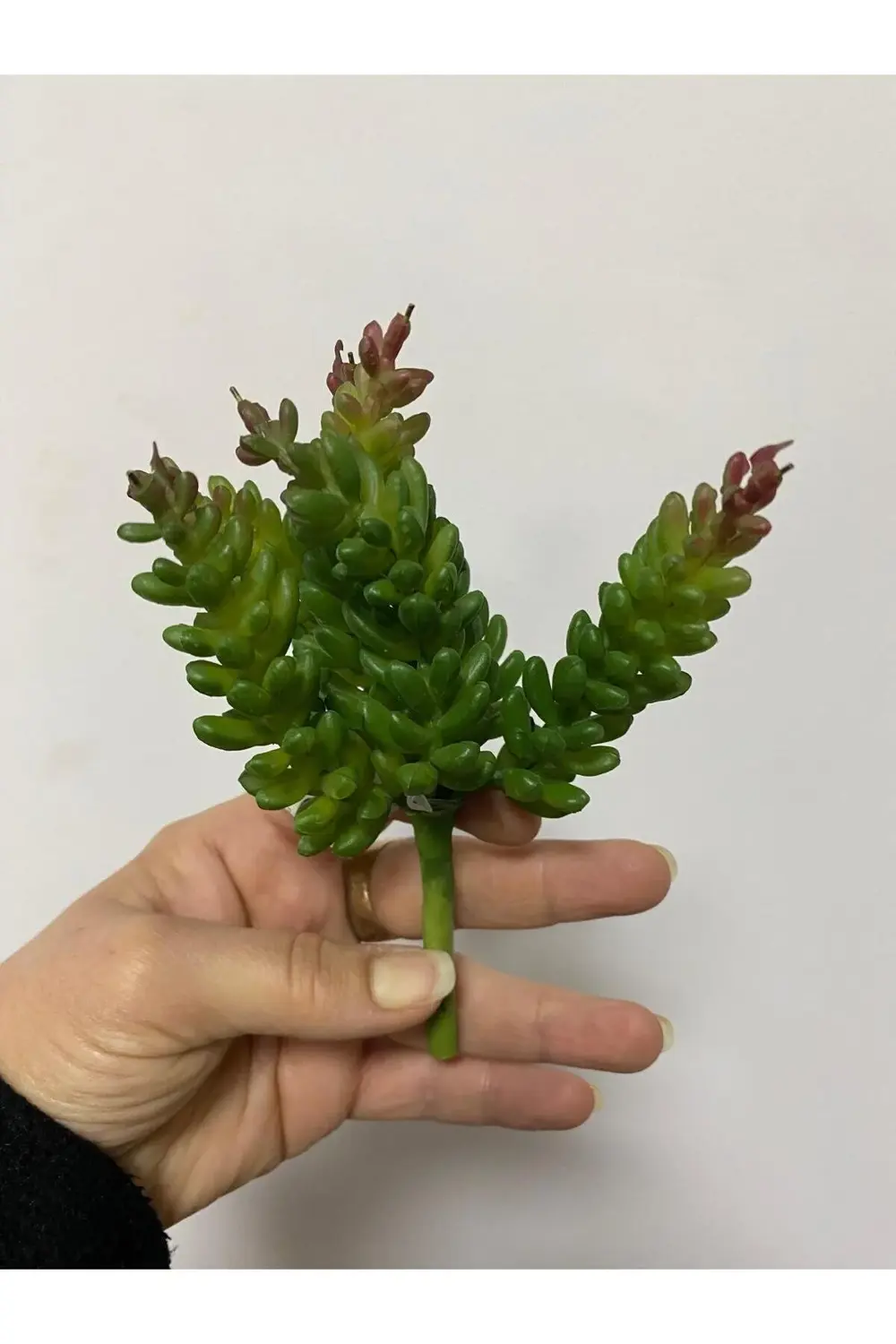 Succulent Islak Doku 15cm Yeşil