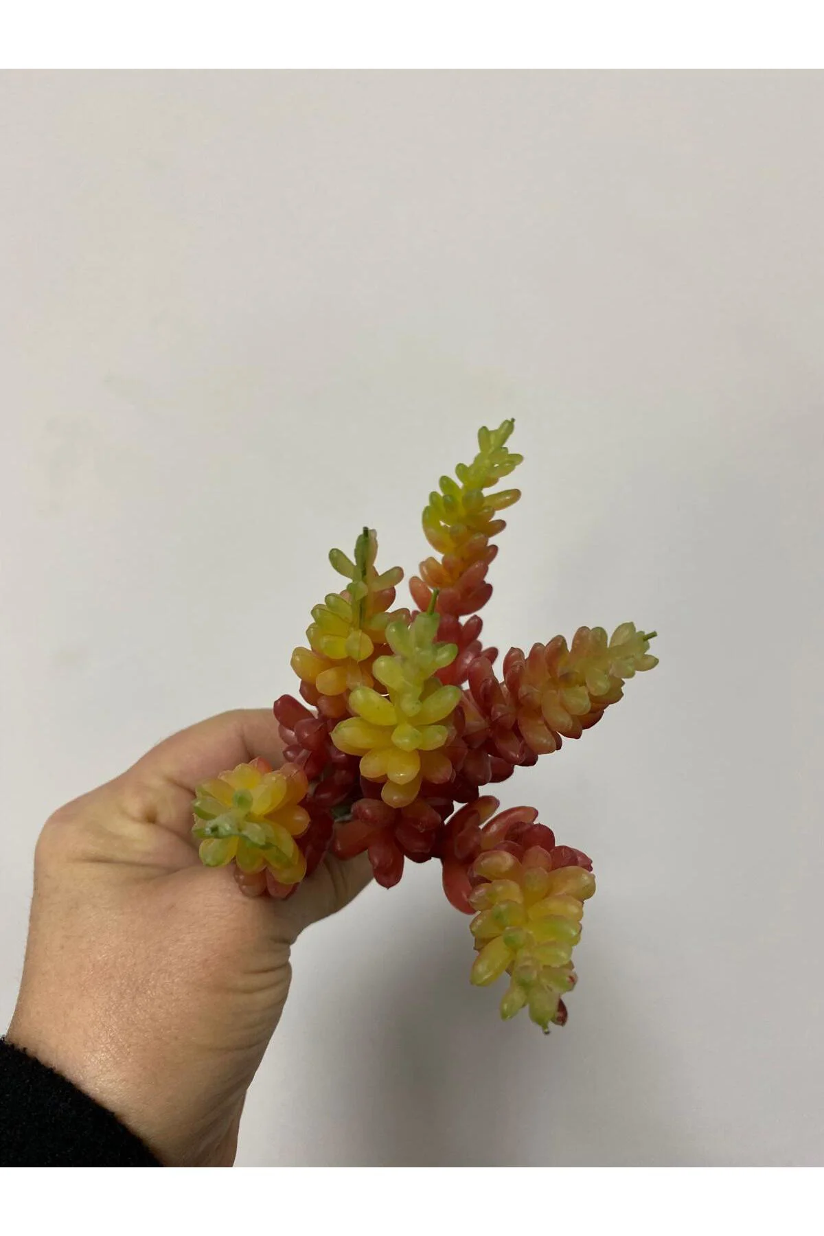Succulent Islak Doku 15 cm Turuncu