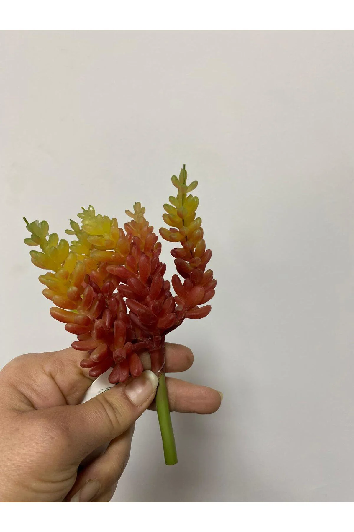 Succulent Islak Doku 15 cm Turuncu