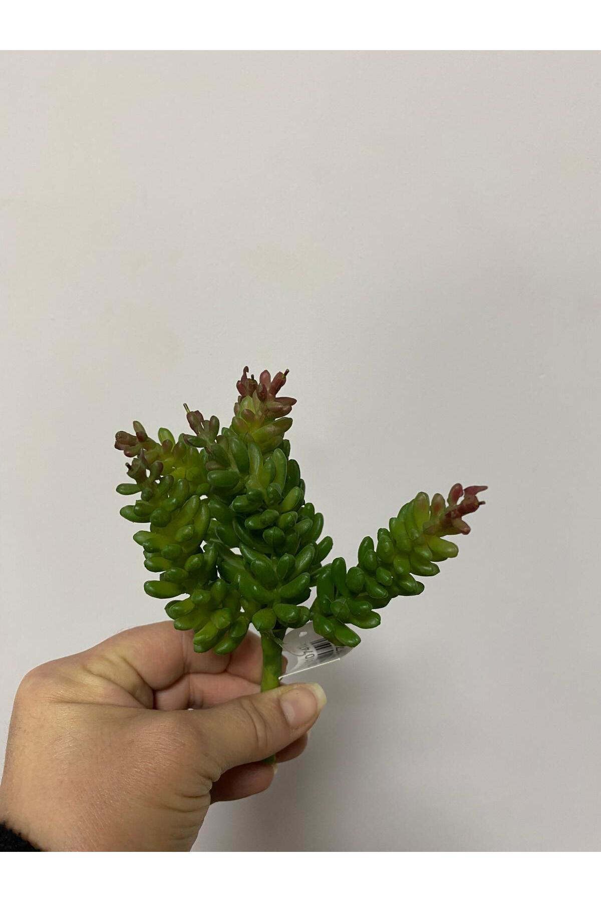 Succulent Islak Doku 15cm Yeşil