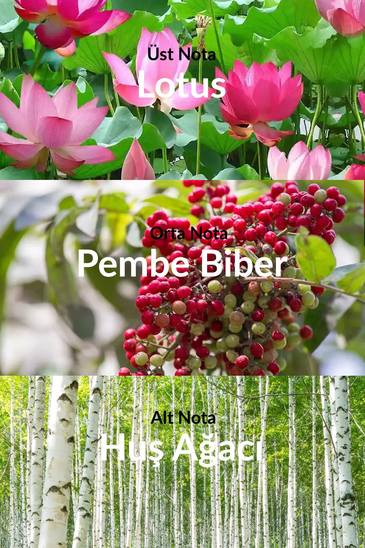 Avon Summer White Sunset Kadın Parfüm Edt 50 Ml Avon Summer White Sunset Kadın Parfüm Edt 50 Ml