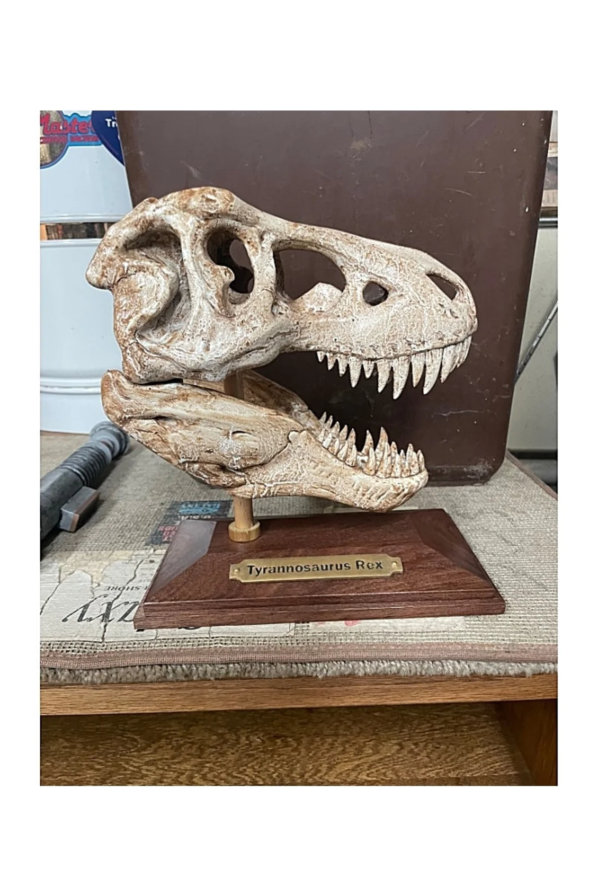 T-rex Kafatası Figür 20 cm