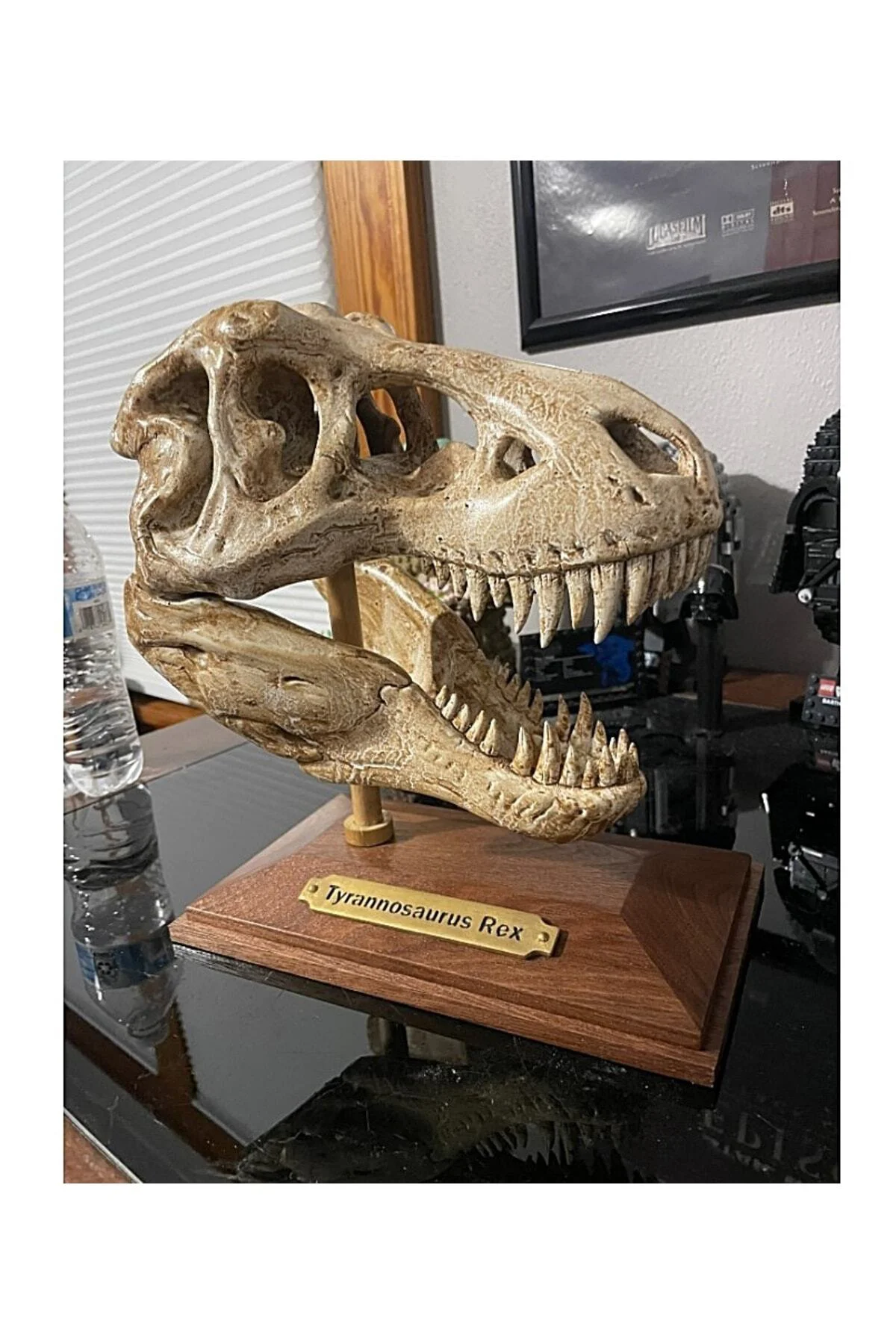 T-rex Kafatası Figür 20 cm