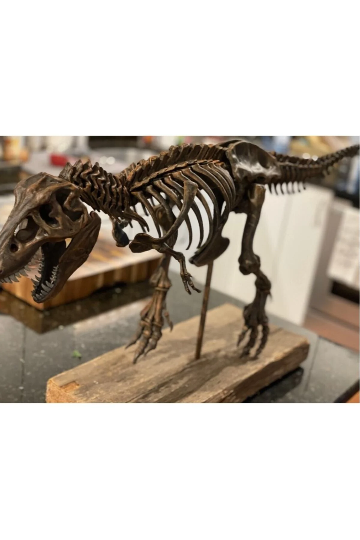 T-rex Realistic Skeleton Dekor Büyük Boy T-rex Realistic Skeleton Dekor Büyük Boy