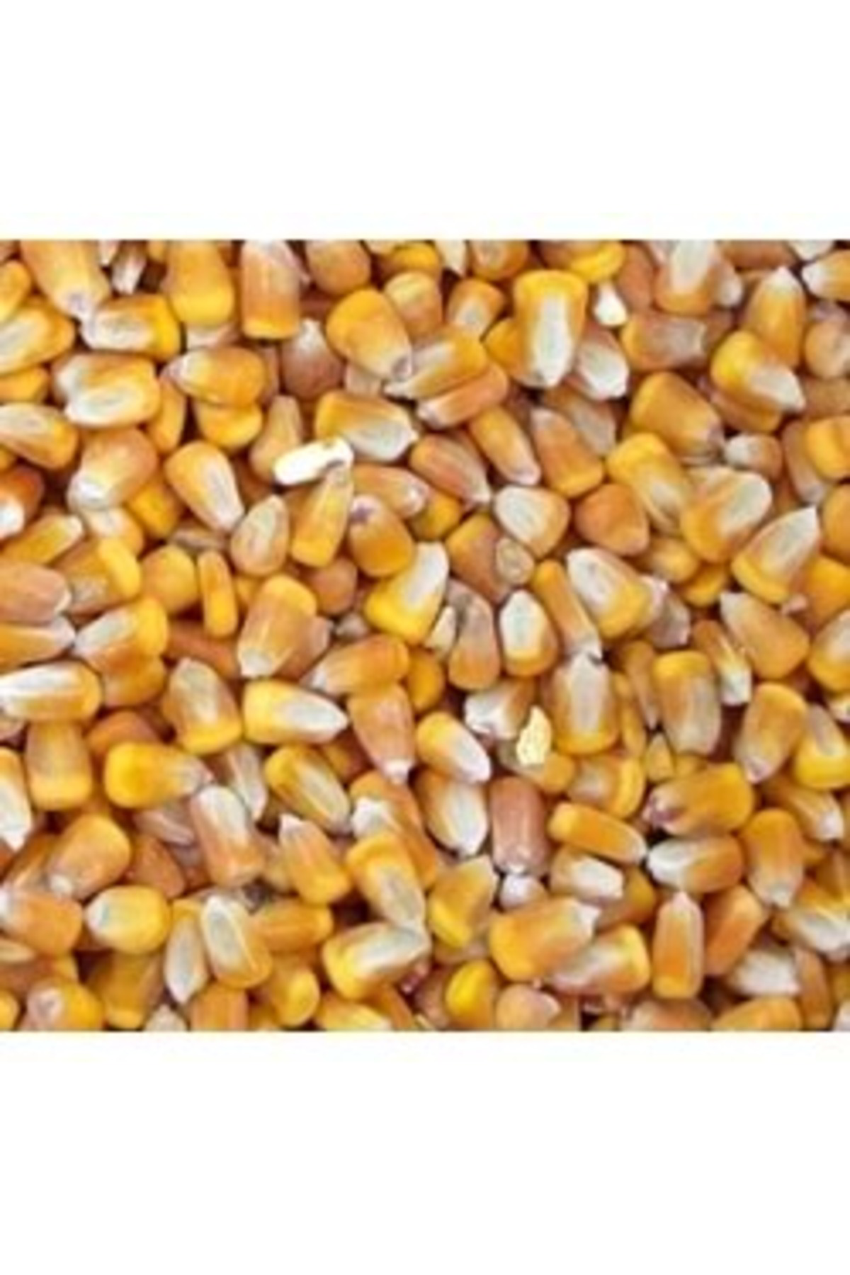 Tnt Shop T-Yem Mısır Tane 10 Kg - Hayvanlar İçin Enerji Kaynağı, Doğal Ve Tnt Shop T-Yem Mısır Tane 10 Kg - Hayvanlar İçin Enerji Kaynağı, Doğal Ve