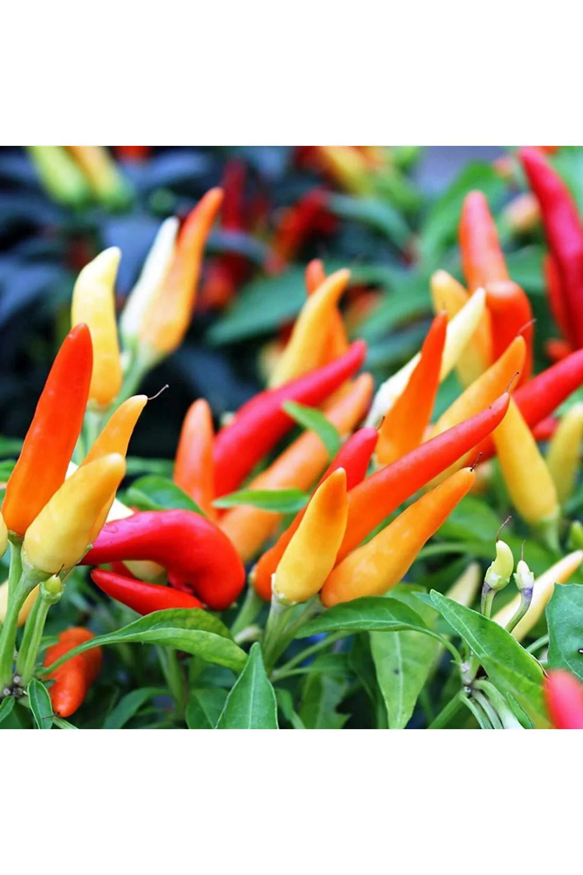 Tabasco acı biber tohumu Tabasco acı biber tohumu Fiyatı, Yorumları ve Özellikleri