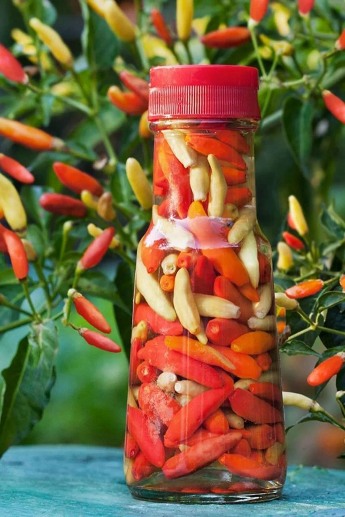 Tabasco Acı Biber Tohumu Tabasco Acı Biber Tohumu