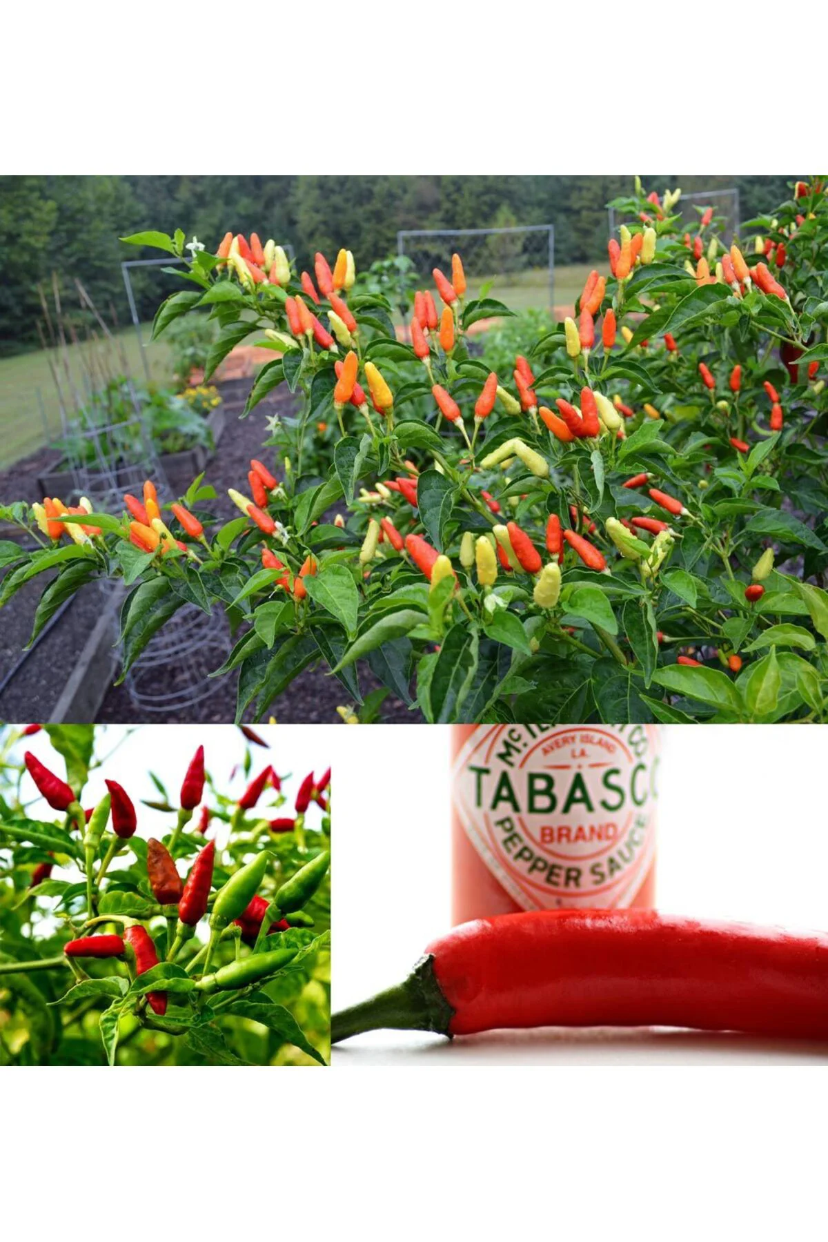 Tabasco acı biber tohumu Tabasco acı biber tohumu Fiyatı, Yorumları ve Özellikleri