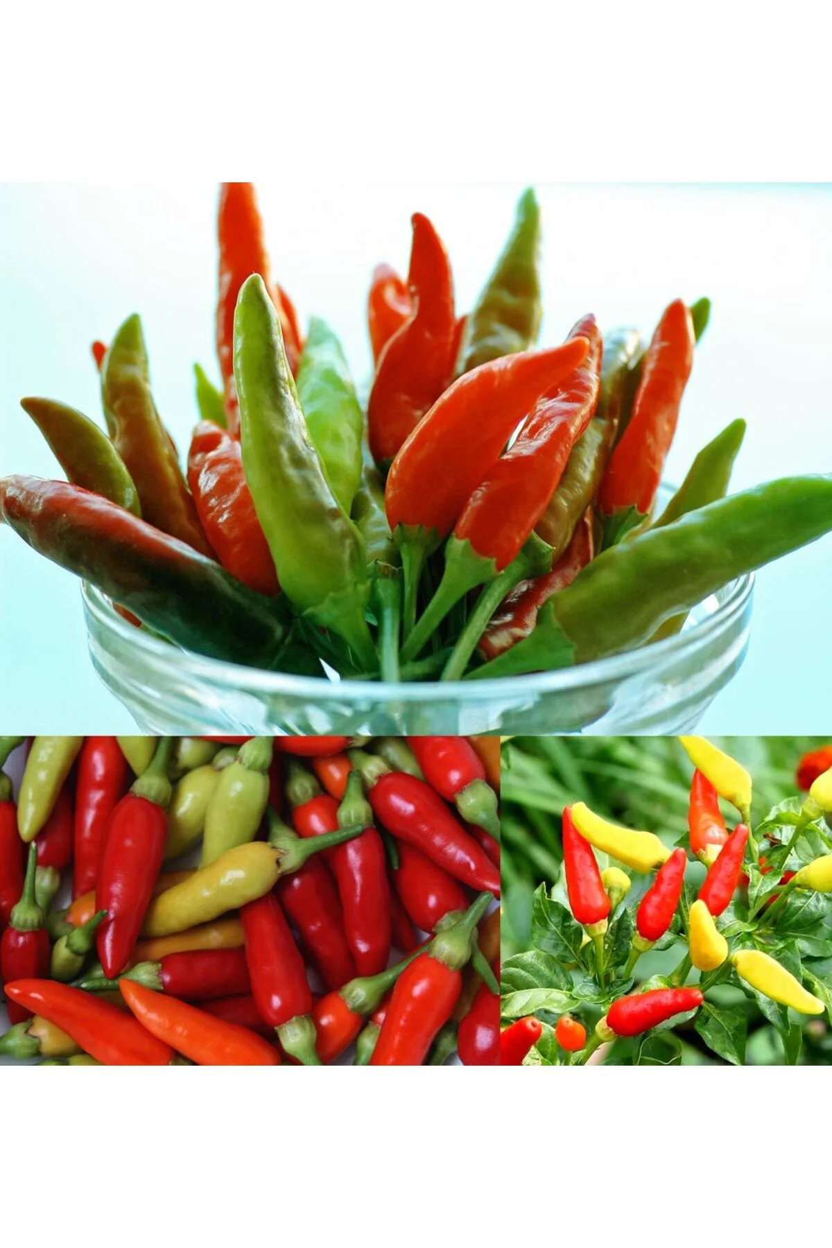 Tabasco acı biber tohumu Tabasco acı biber tohumu Fiyatı, Yorumları ve Özellikleri