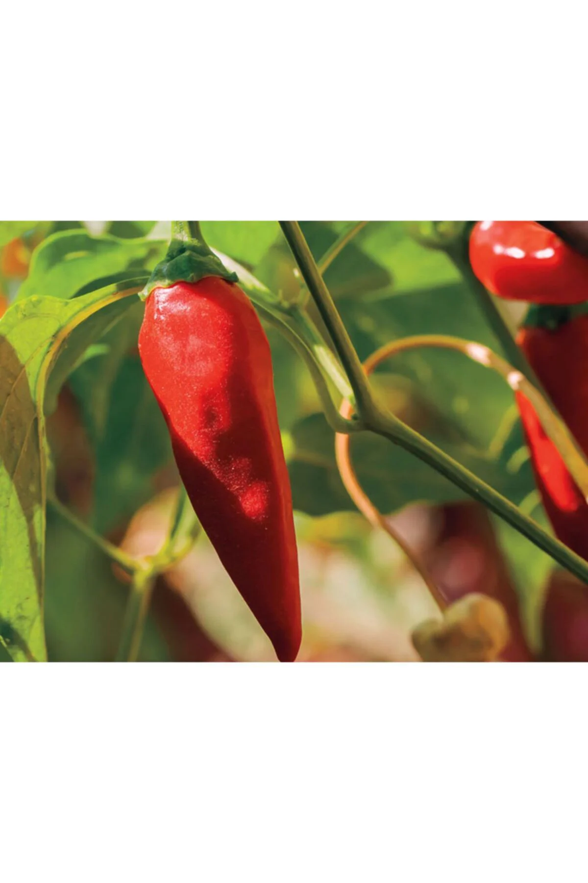 Tabasco Acı Biber Tohumu Tabasco Acı Biber Tohumu