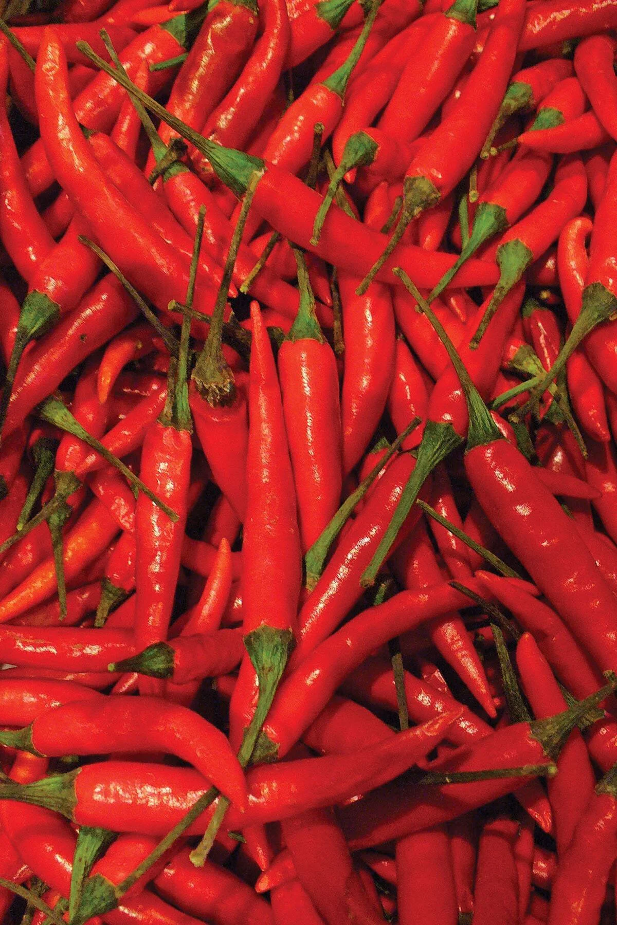 Tabasco Acı Biber Tohumu Tabasco Acı Biber Tohumu