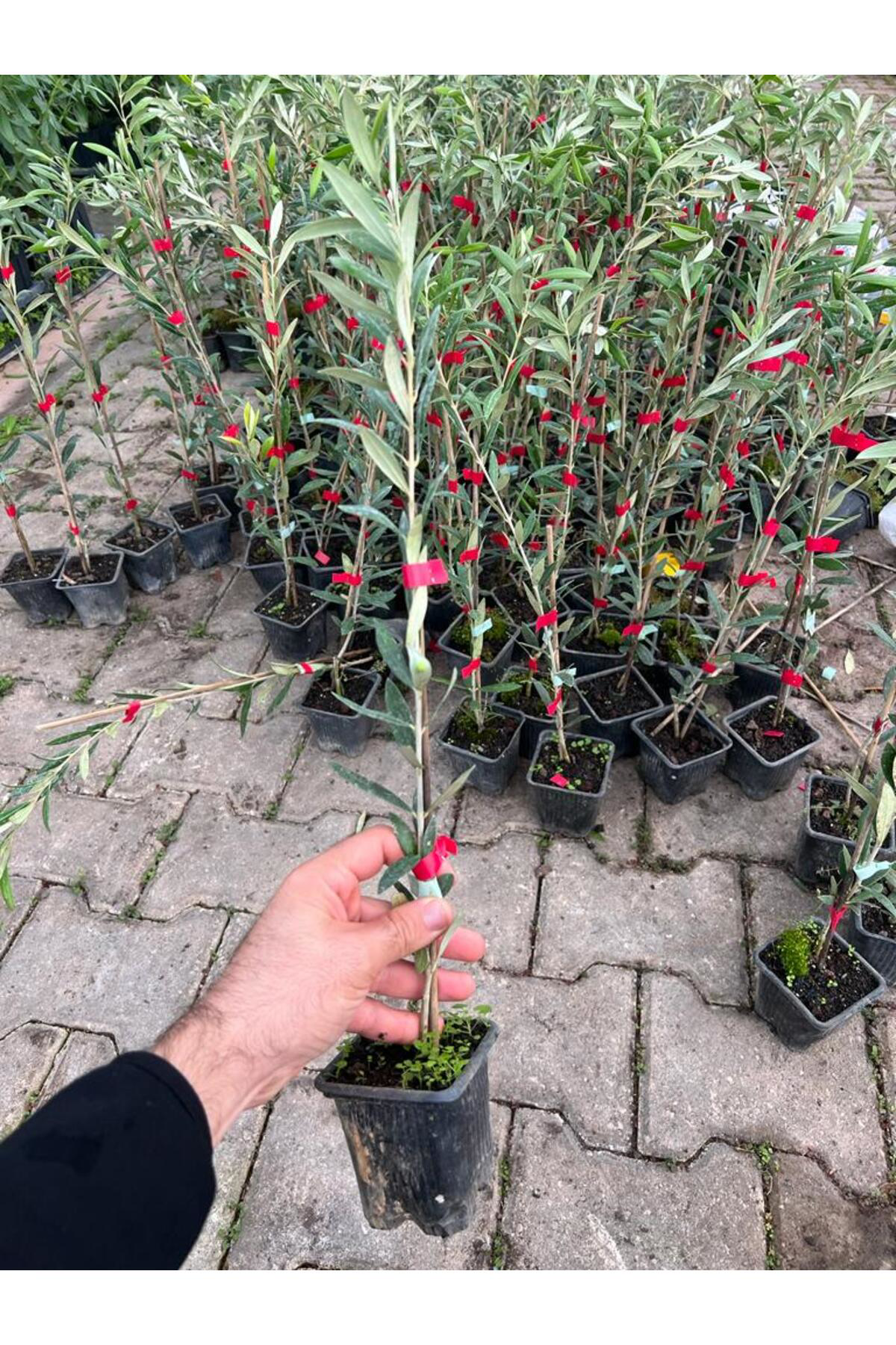 Zeysen Tropikal Tam Bodur Meyve Verme Durumunda Arbequina Zeytin Fidan