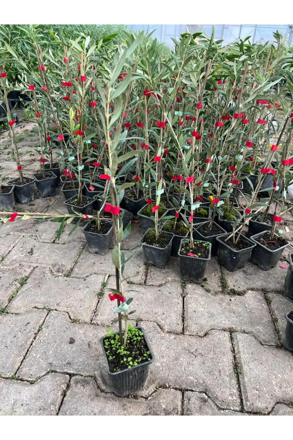 Tam Bodur Meyve Verme Durumunda Arbequina Zeytin Fidan