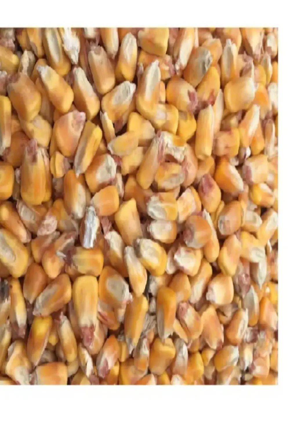 Tane Mısır 2.5 Kg Tüm Mısır Yemlik Mısır Hayvan Yemi "balık Yemi"