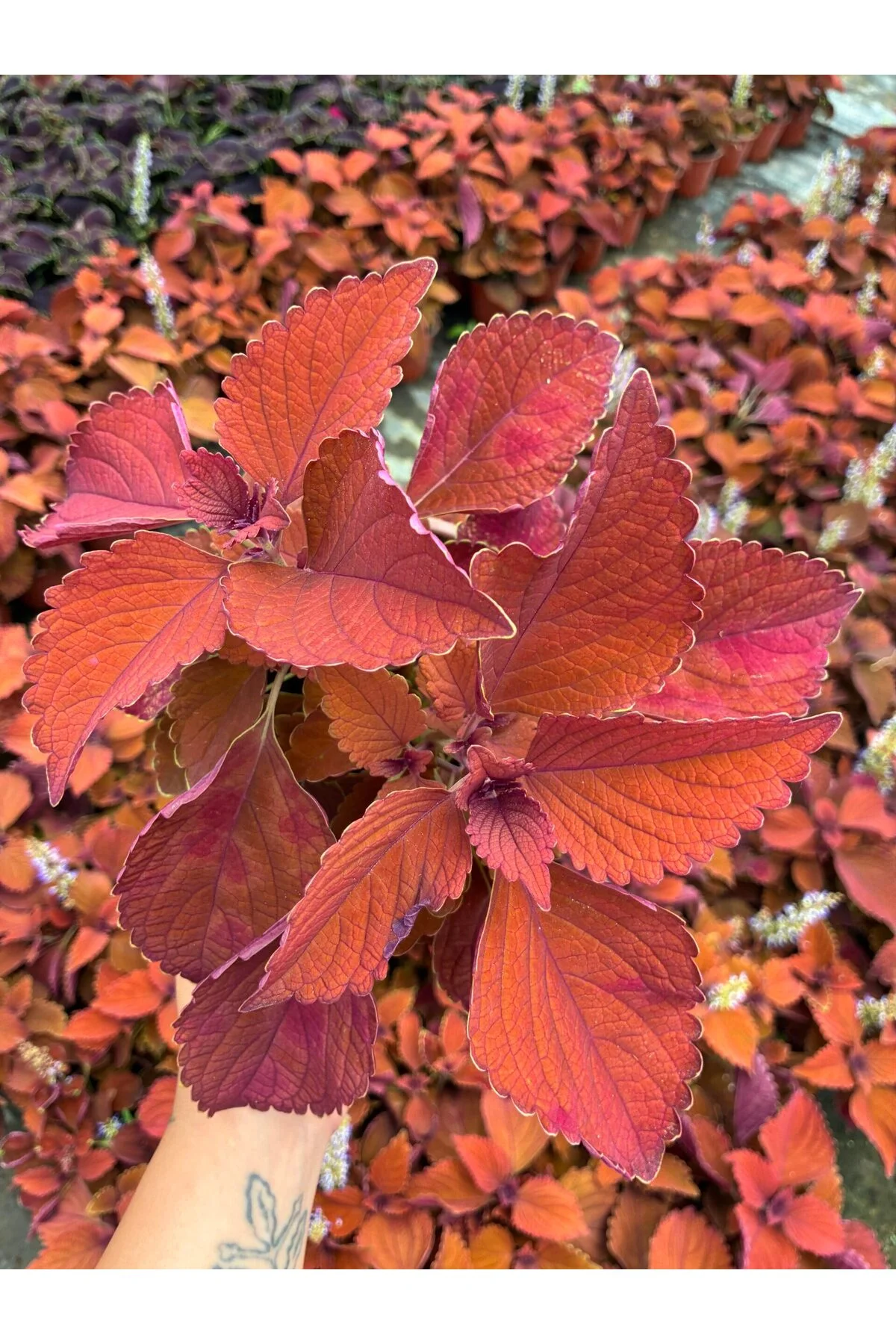 Tarçın Kahve Yaprak Güzeli (Coleus scutellarioides) - Görsel 2