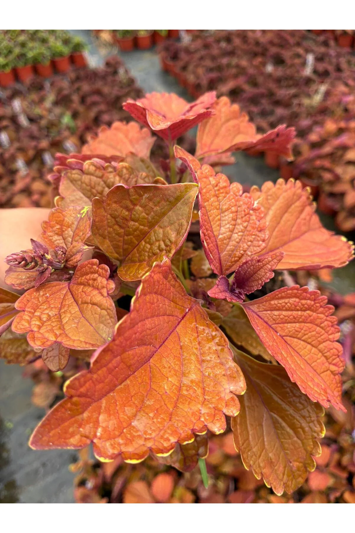 Tarçın Kahve Yaprak Güzeli (Coleus scutellarioides) - Görsel 3