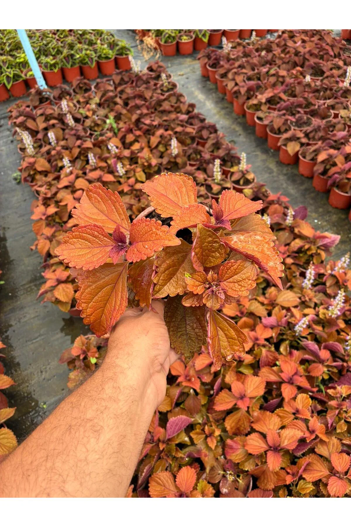 Tarçın Kahve Yaprak Güzeli (Coleus scutellarioides) - Görsel 4