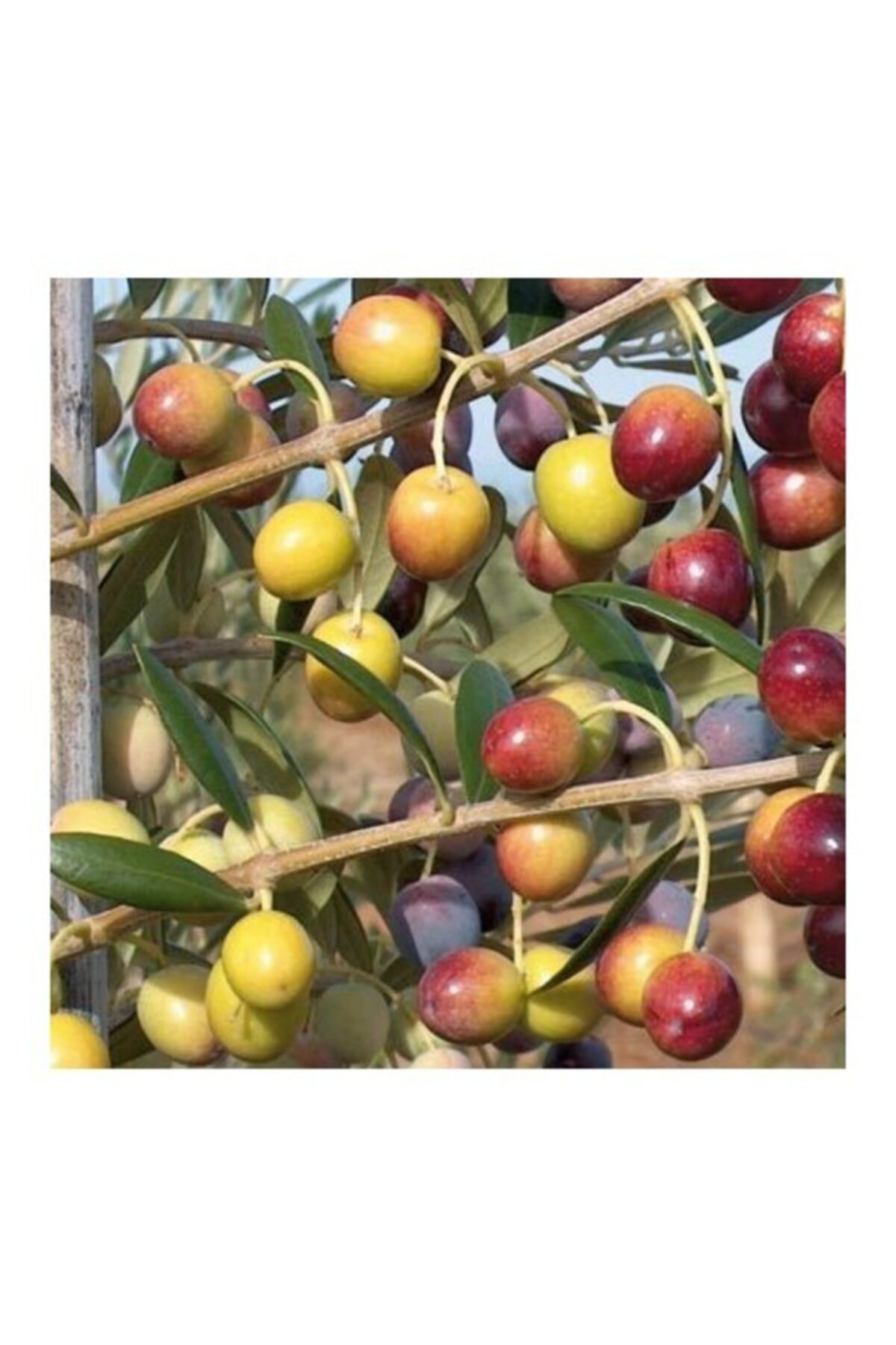 Fitaş Fidancilik Tarım Tüplü Bodur Arbe Quine Zeytin Fidanı 4 Adet - 1 Yaş (40-60