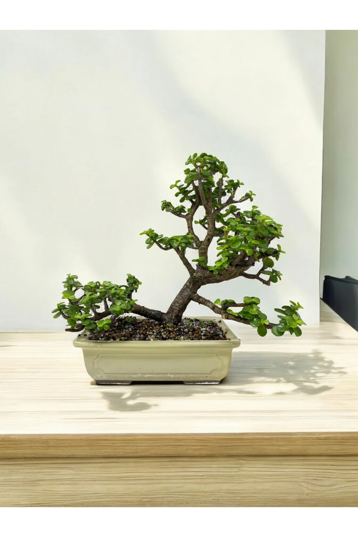 Taş Saksıda Büyük Anaç Para Bonsai üretim saksısında para çiçeği 