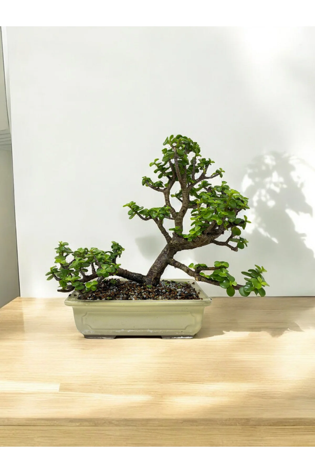 Taş Saksıda Büyük Anaç Para Bonsai üretim saksısında para çiçeği 