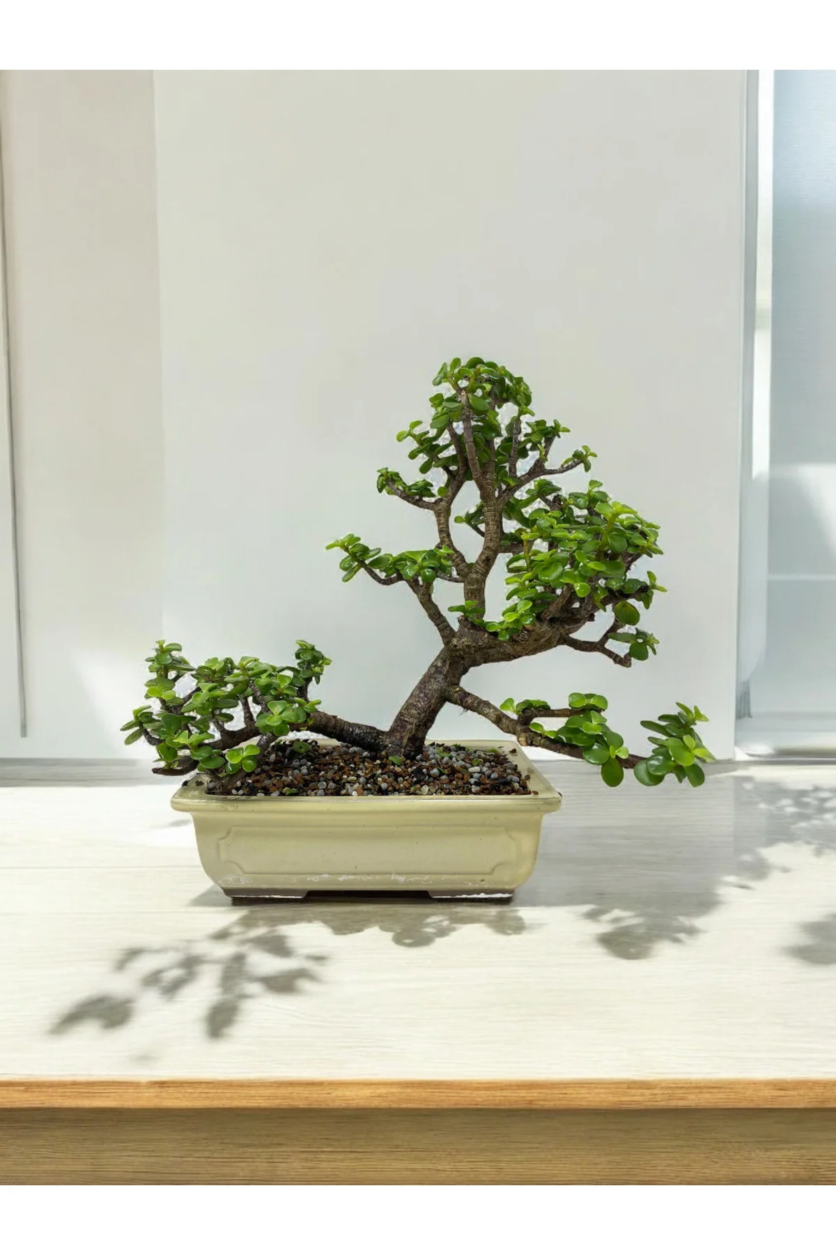 Taş Saksıda Büyük Anaç Para Bonsai üretim saksısında para çiçeği 