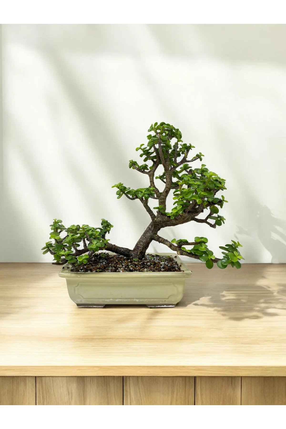 Taş Saksıda Büyük Anaç Para Bonsai üretim saksısında para çiçeği 