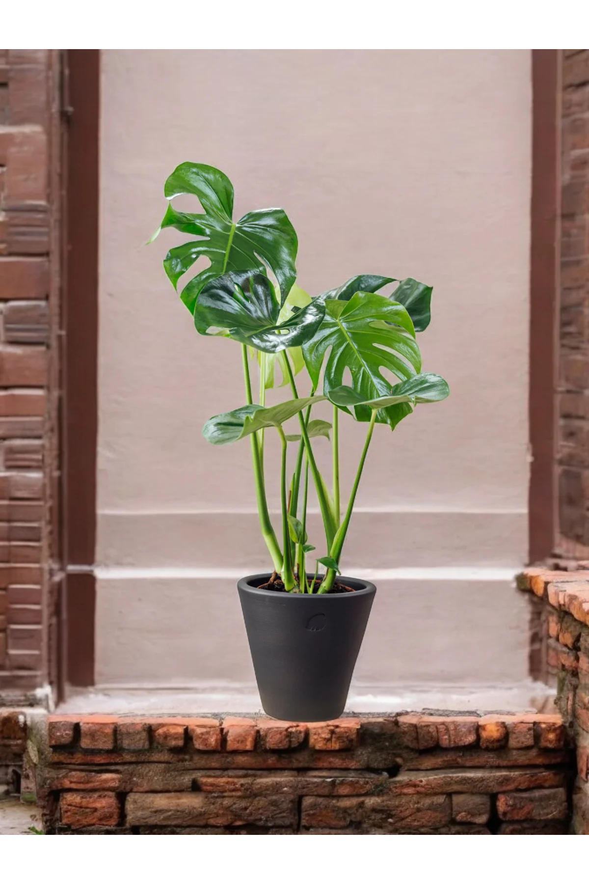Taş saksıda Deve tabanı monstera 60-70 cm