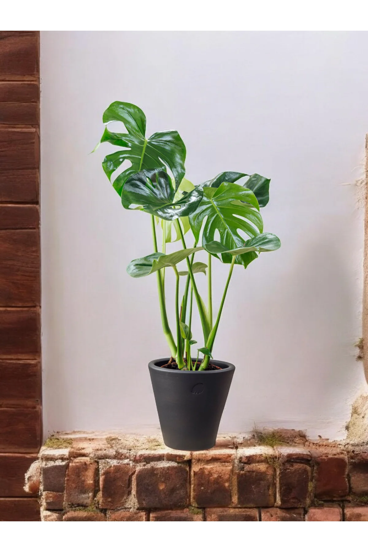 Taş saksıda Deve tabanı monstera 60-70 cm