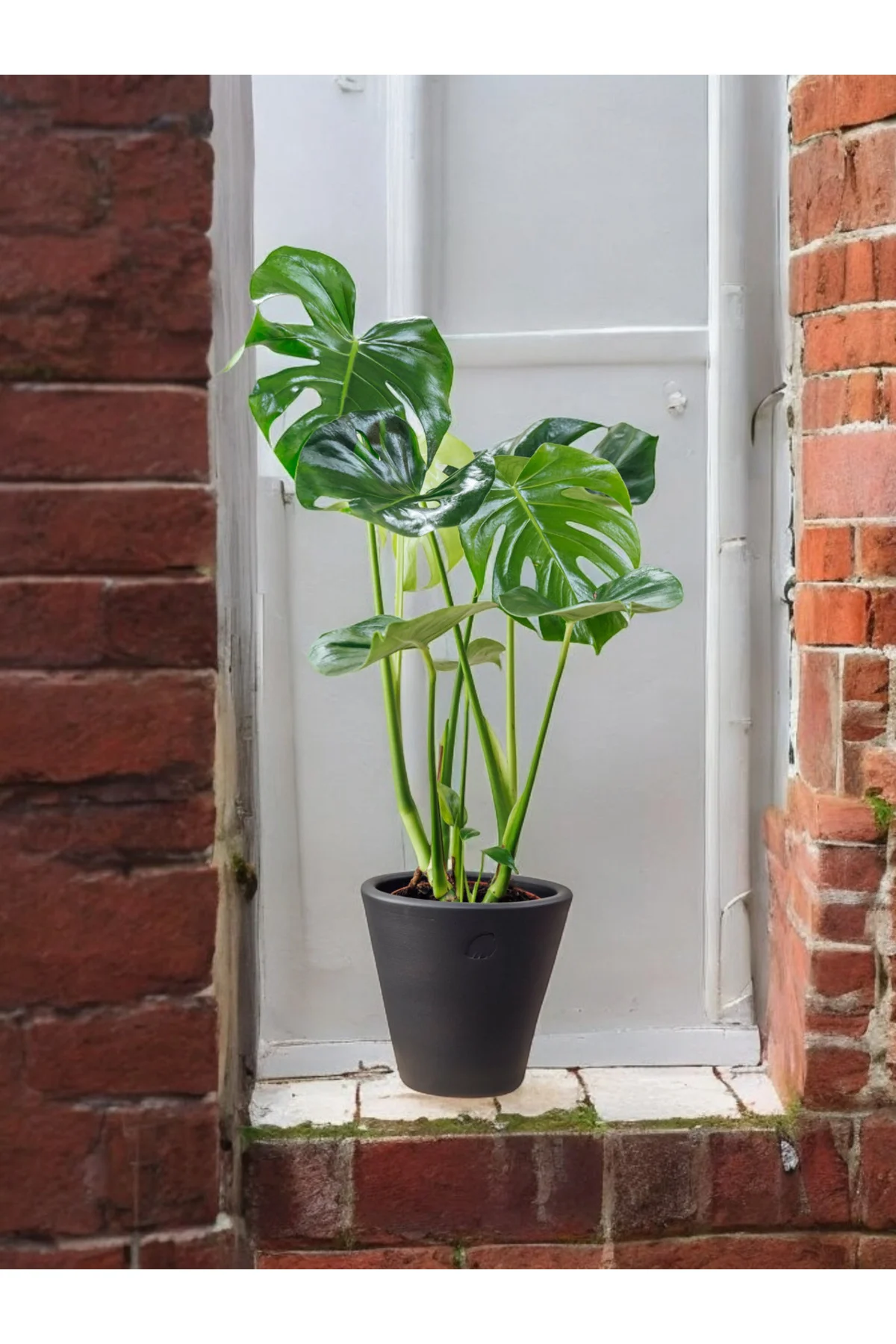 Taş saksıda Deve tabanı monstera 60-70 cm