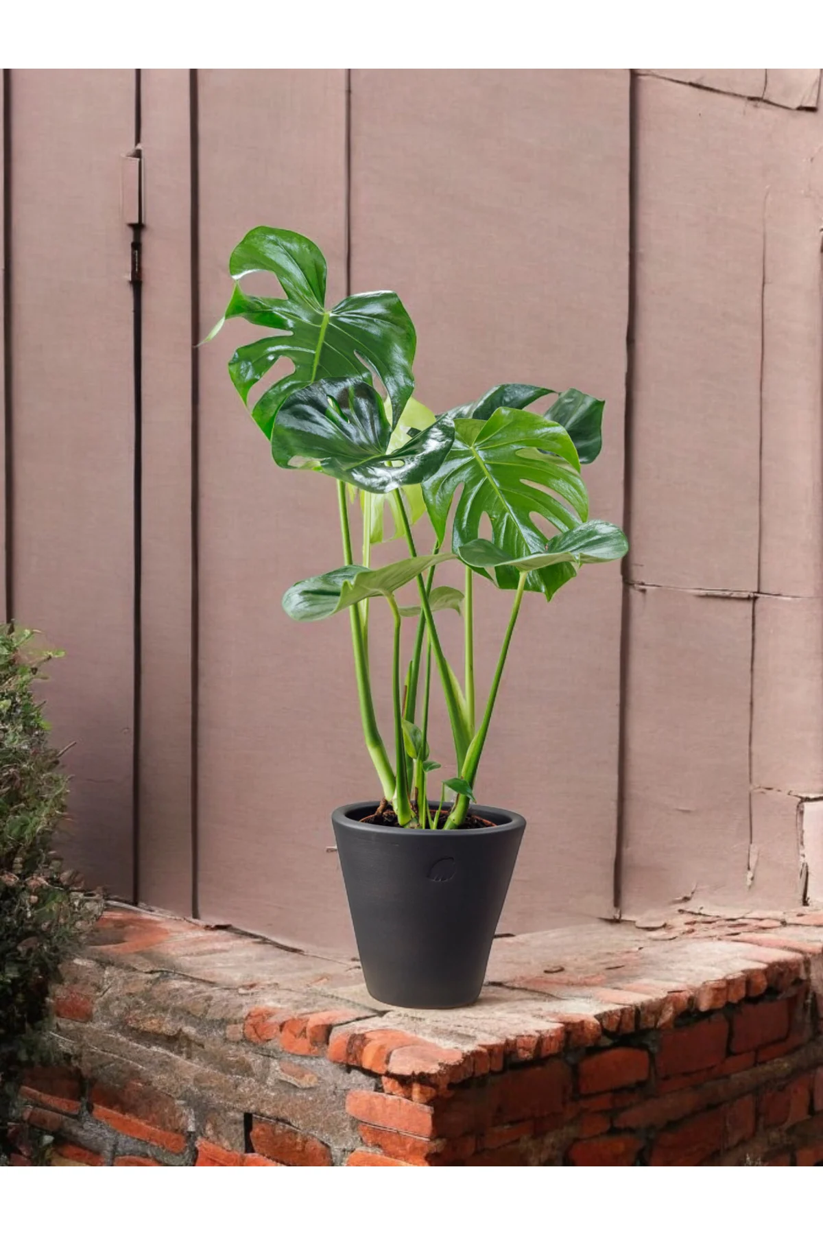 Taş saksıda Deve tabanı monstera 60-70 cm