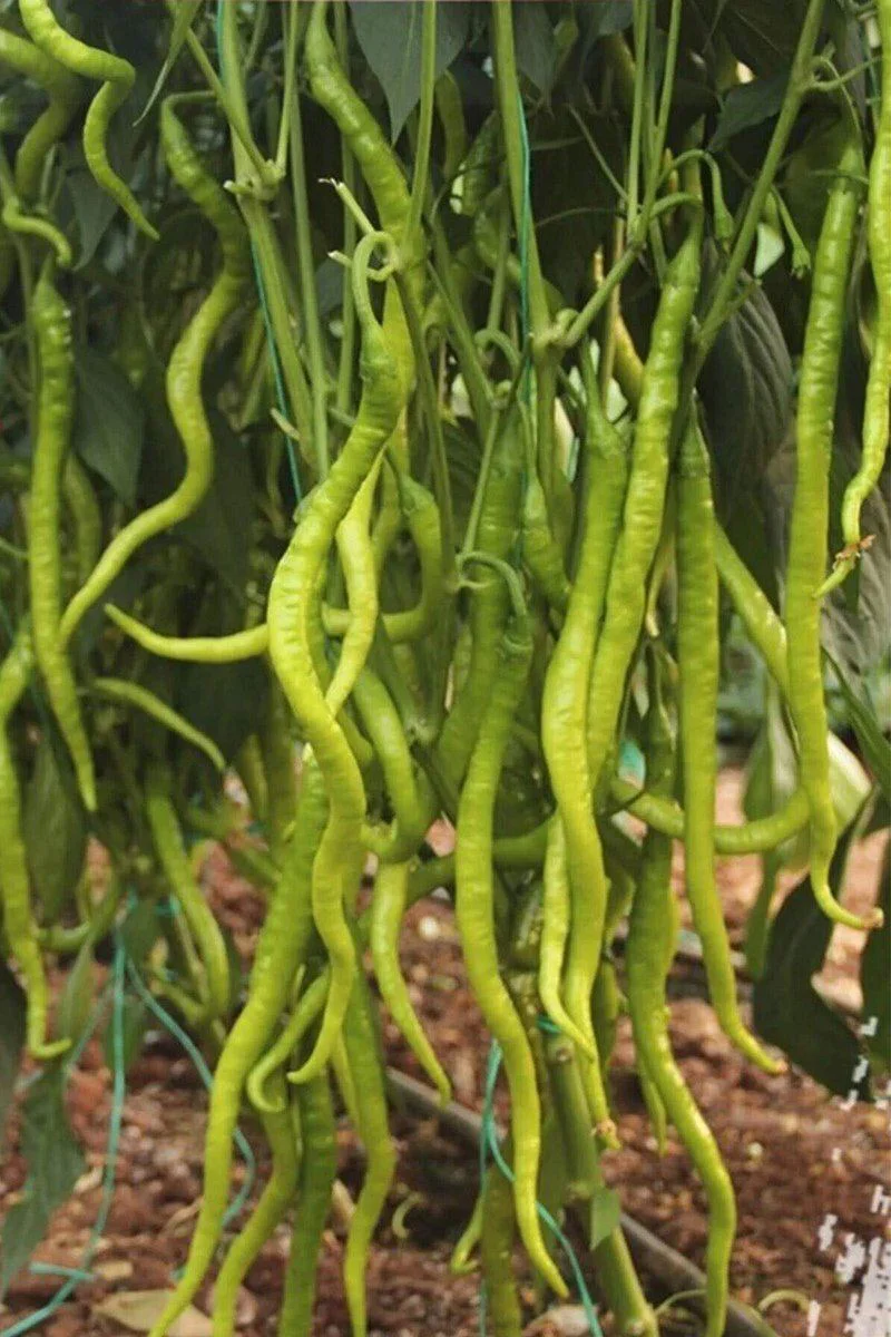Tatlı Kıl Biber Tohumu 10 Gr - Tatlı Sivri Biber Yetiştirme Kolaylığı Fiyatı, Yorumları ve Özellikleri