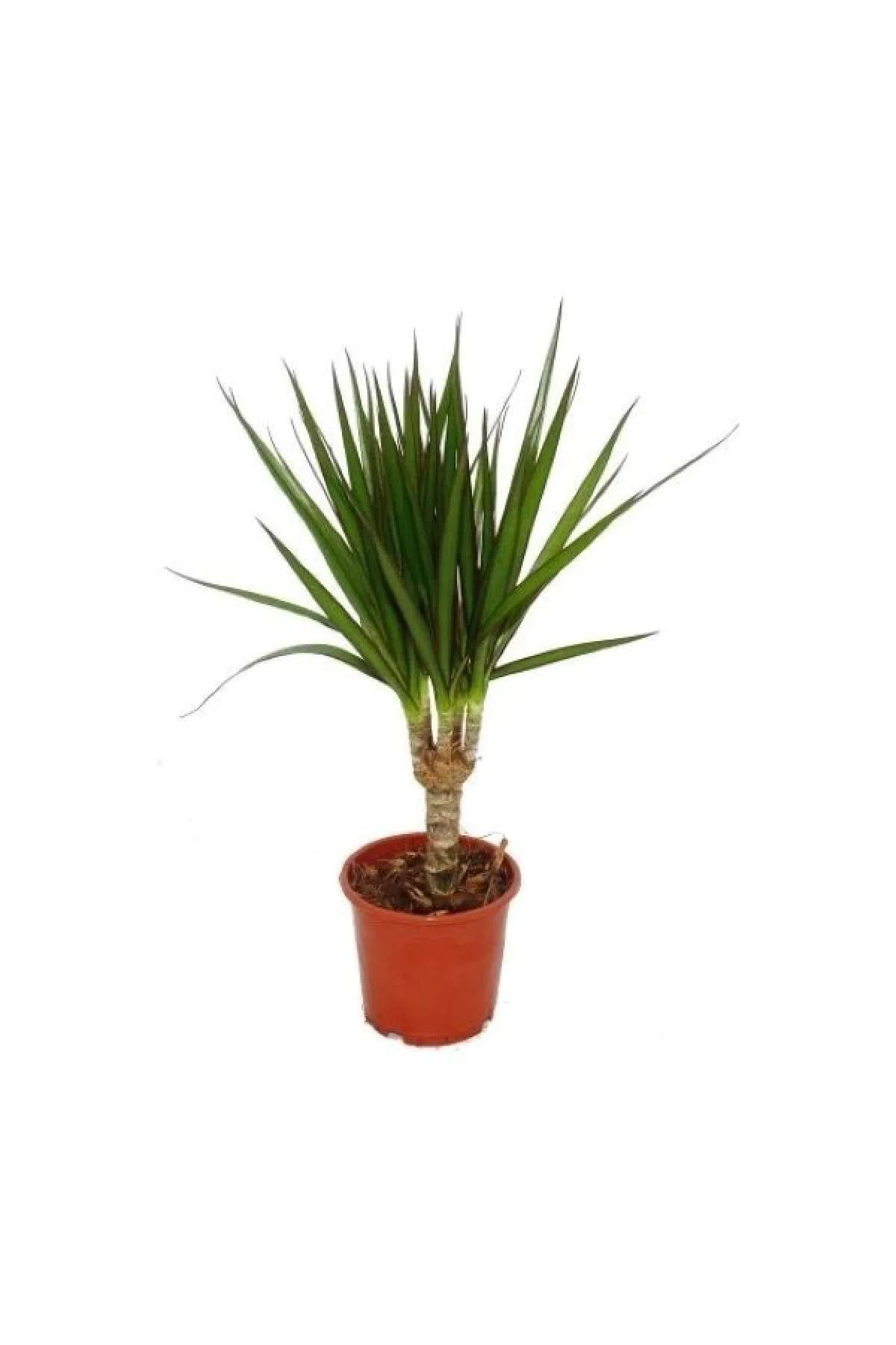 Tekli Dracena Marginata 20 Cm