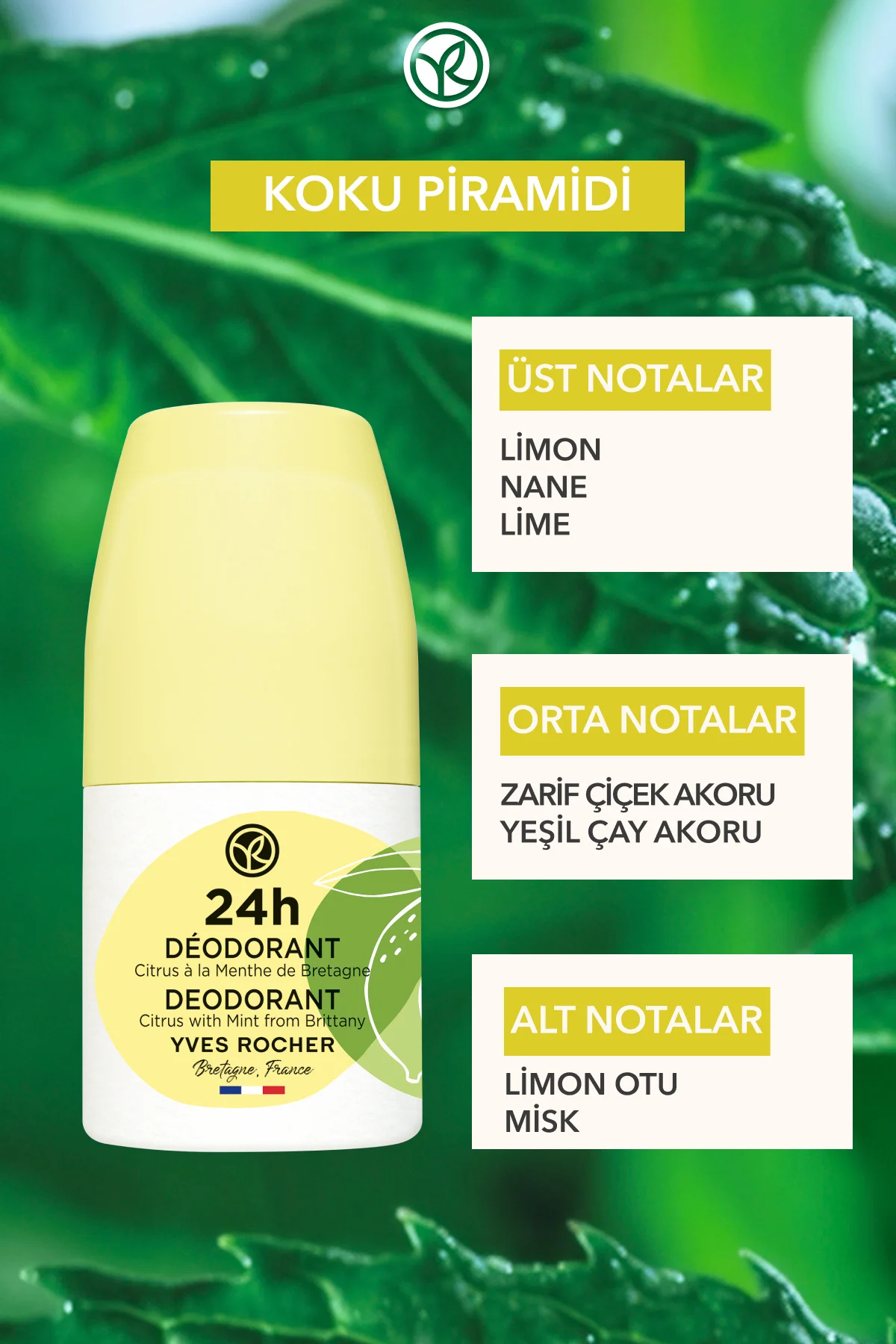 Ter Kokusu Önleyici 24 Saat Etkili Kadın-Erkek Roll-On Deodorant-