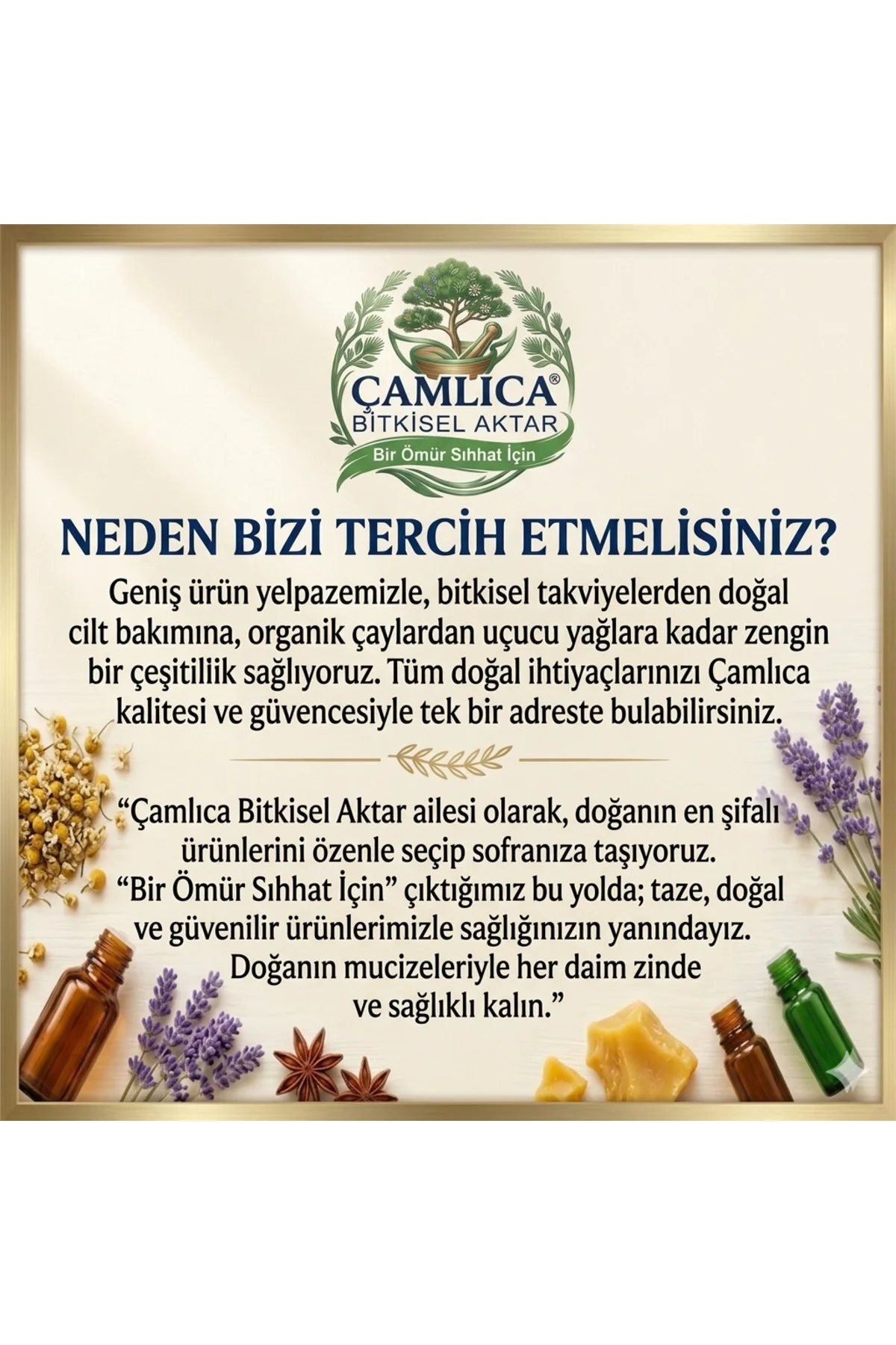 TERE GENİŞ YAPRAK