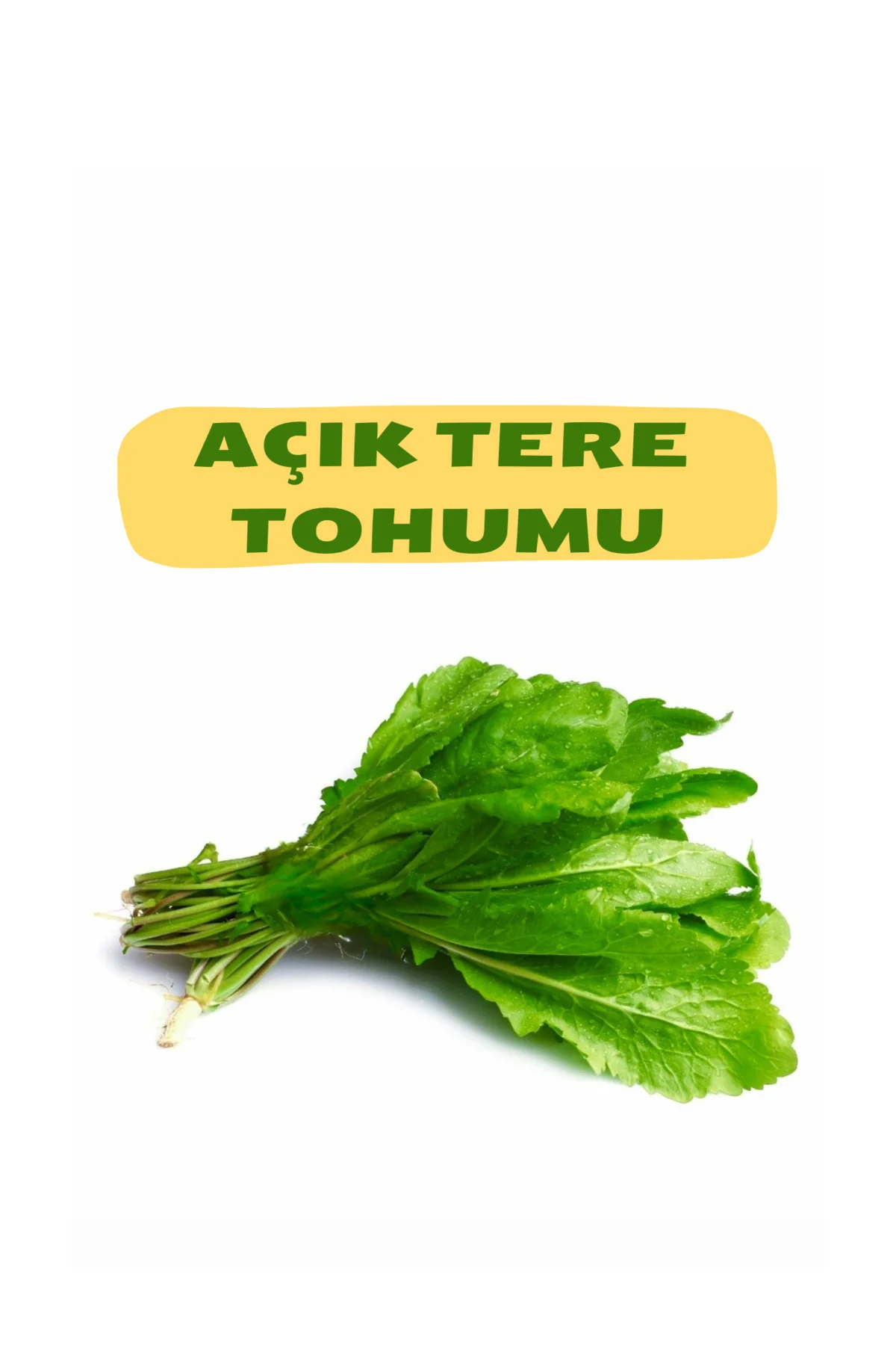 Tere Tohumu (AÇIK)50g Tere Tohumu (AÇIK)50g