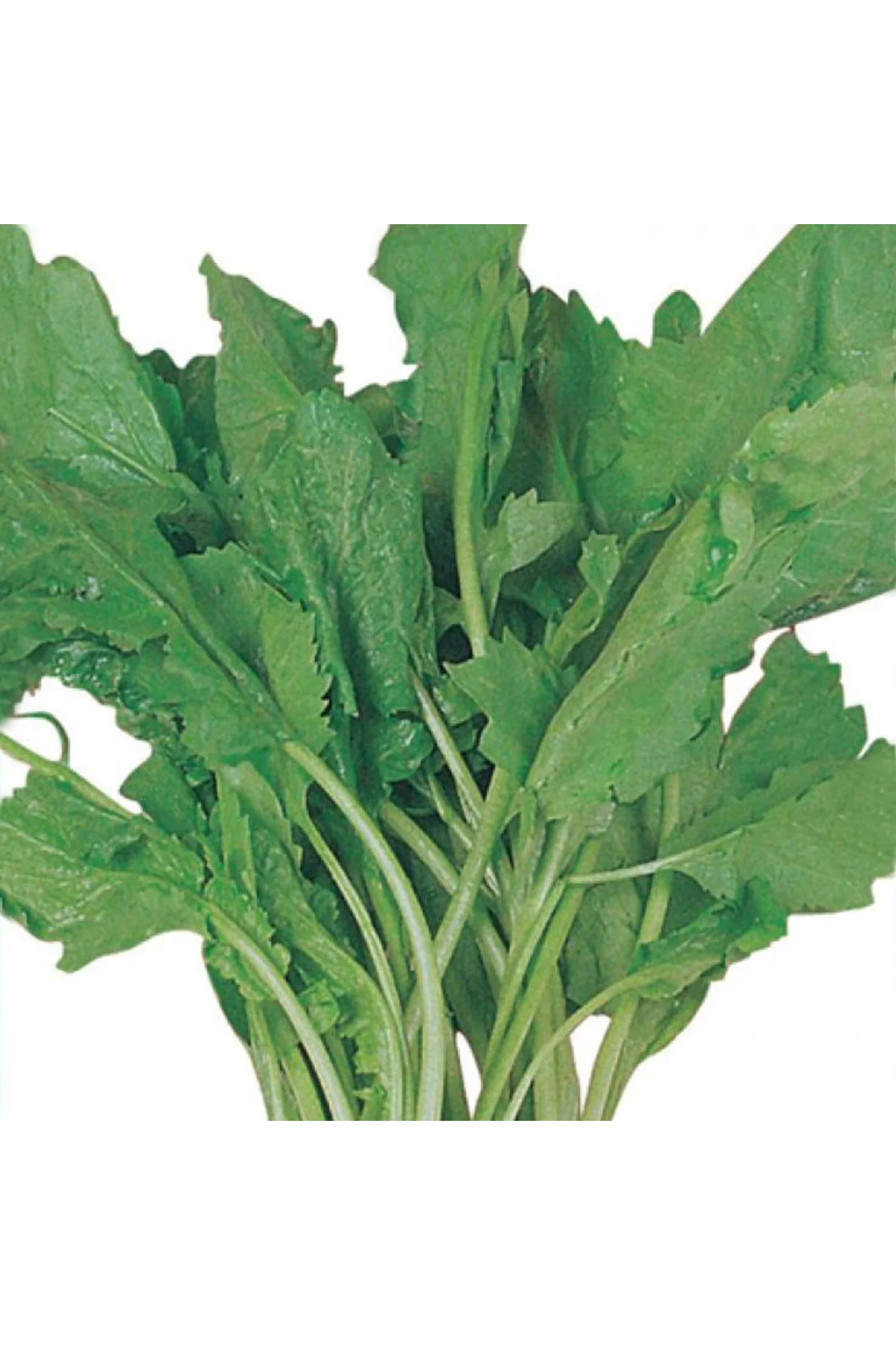 TERE Tohumu Yerli 10 gram Fiyatı, Yorumları ve Özellikleri