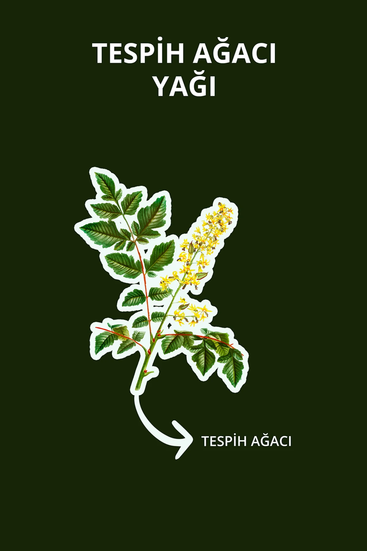 Tespih Ağacı Yağı 20 ml
