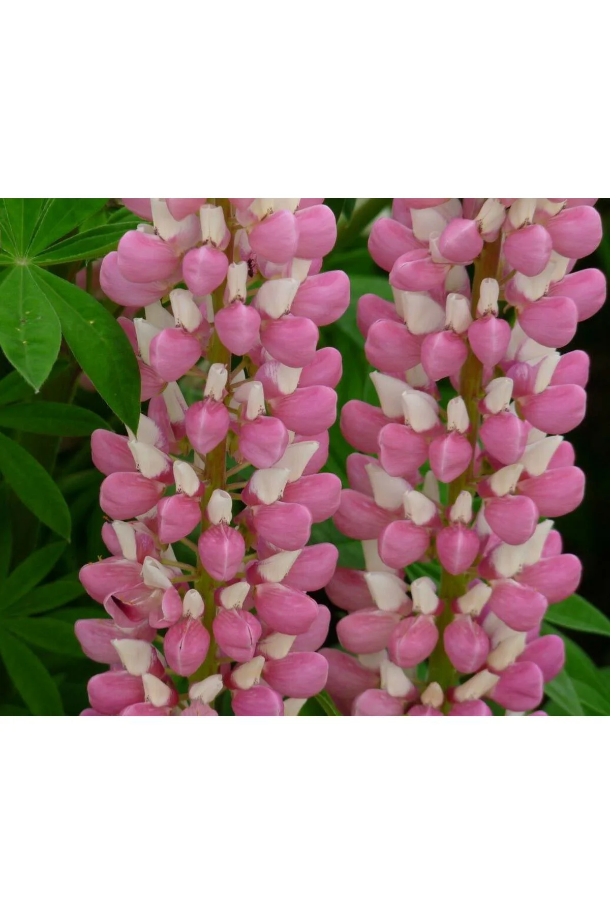 The Chateleine lupin tohumu acı bakla çiçeği lupinus russel Fiyatı, Yorumları ve Özellikleri