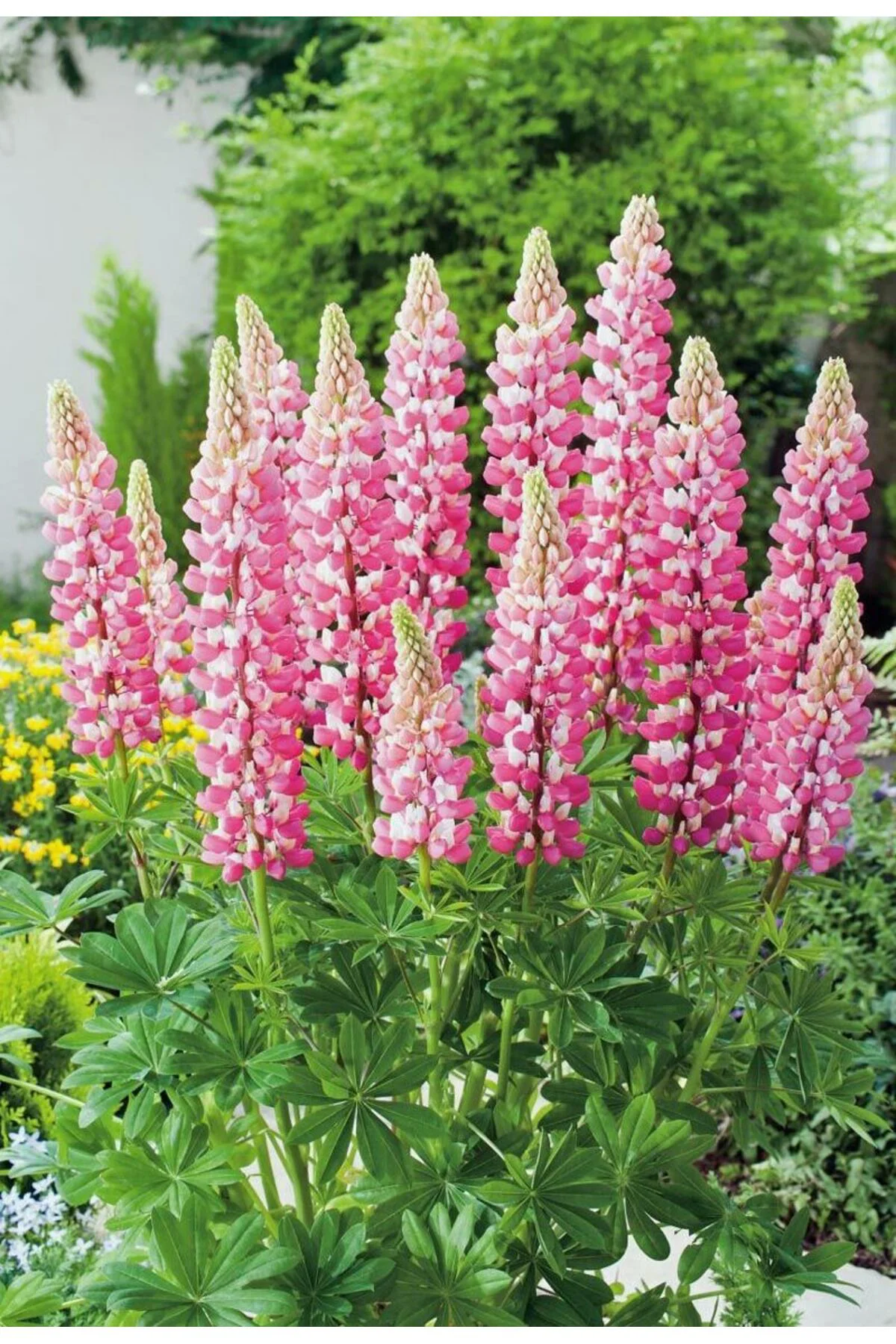 The Chateleine lupin tohumu acı bakla çiçeği lupinus russel Fiyatı, Yorumları ve Özellikleri