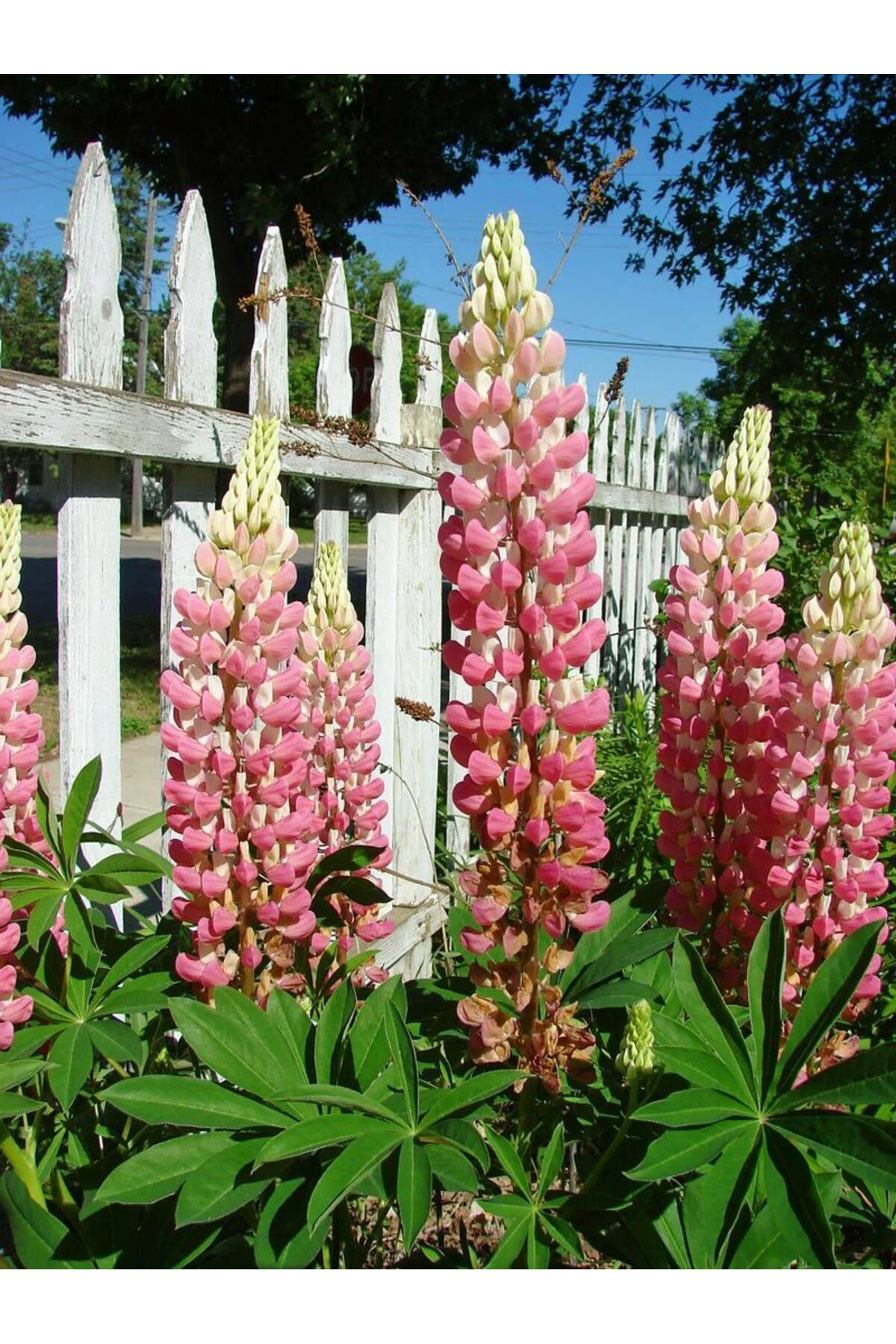 The Chateleine lupin tohumu acı bakla çiçeği lupinus russel Fiyatı, Yorumları ve Özellikleri